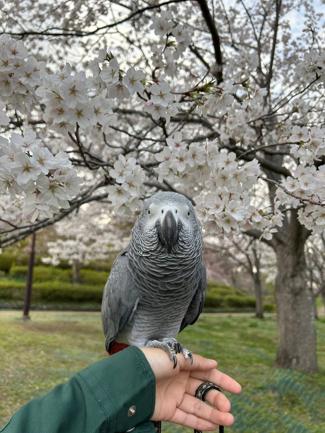 テル 桜.jpg