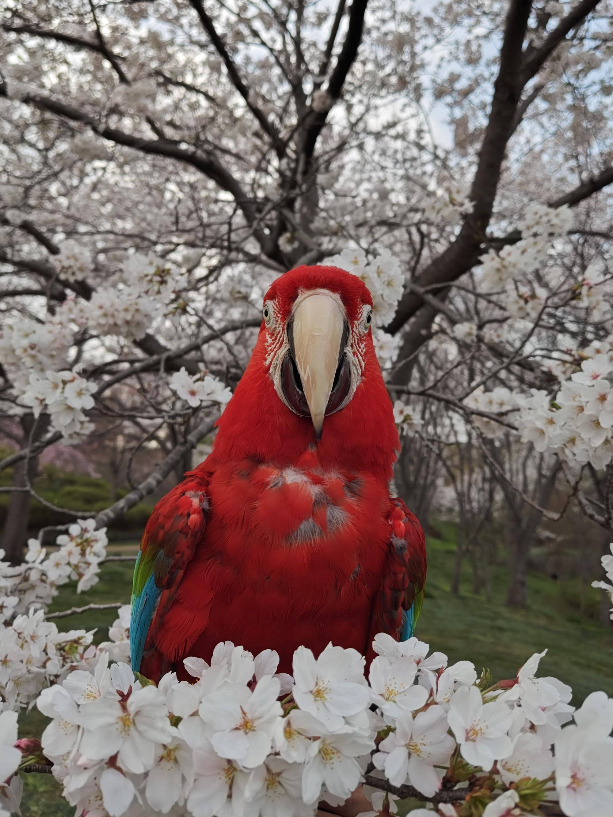 ロゼ 桜.jpg
