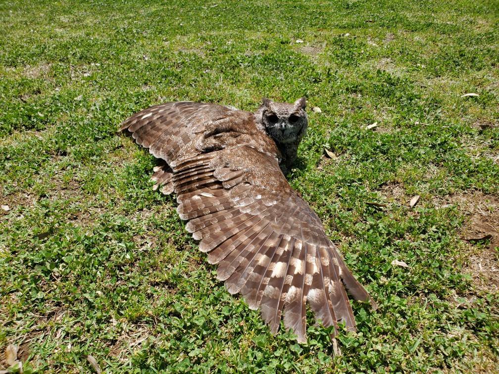 アービーの日光浴