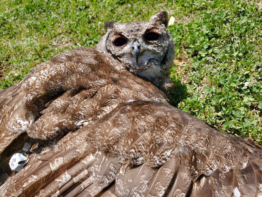 アービーの日光浴