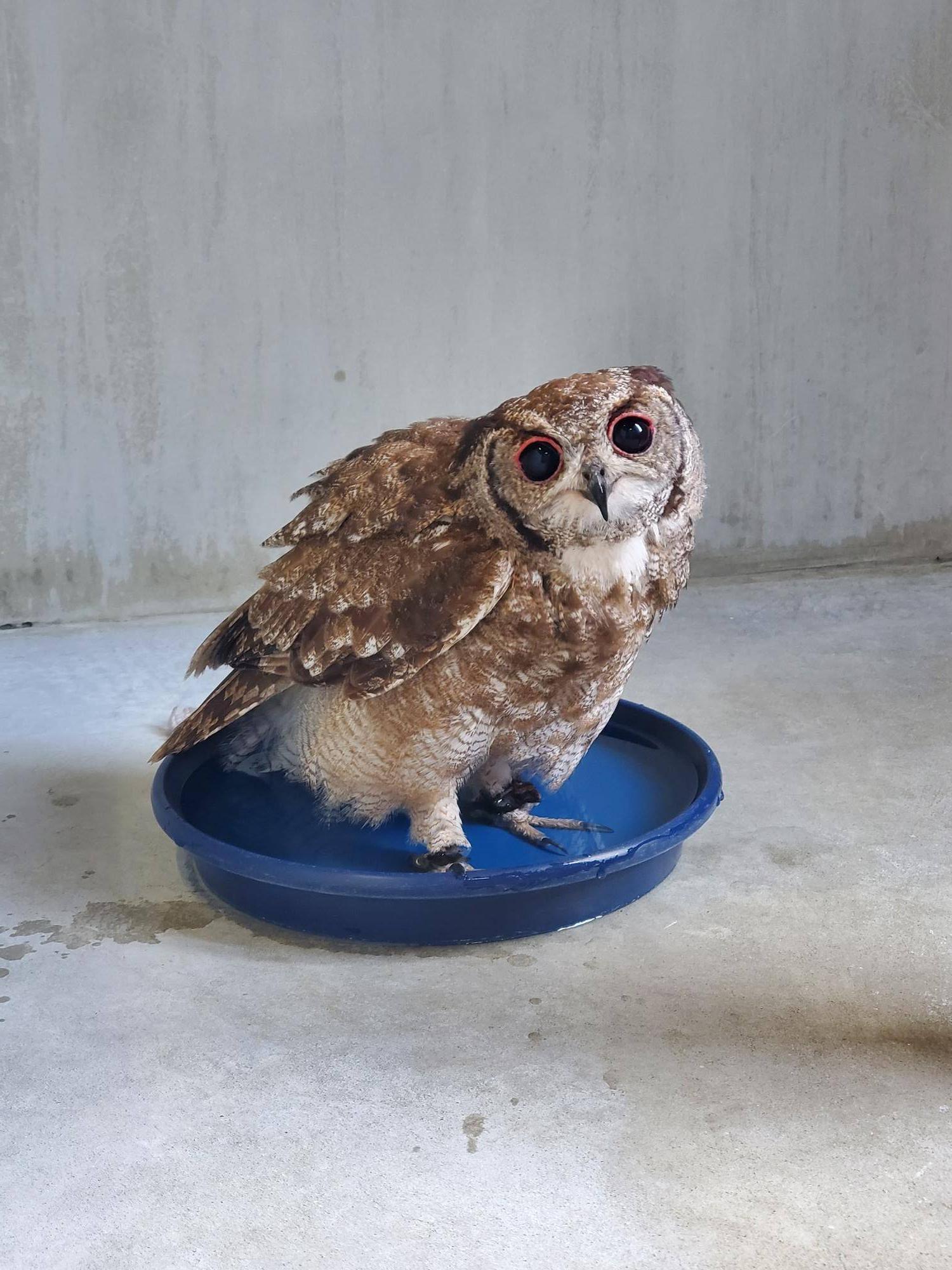 アービー水に入る