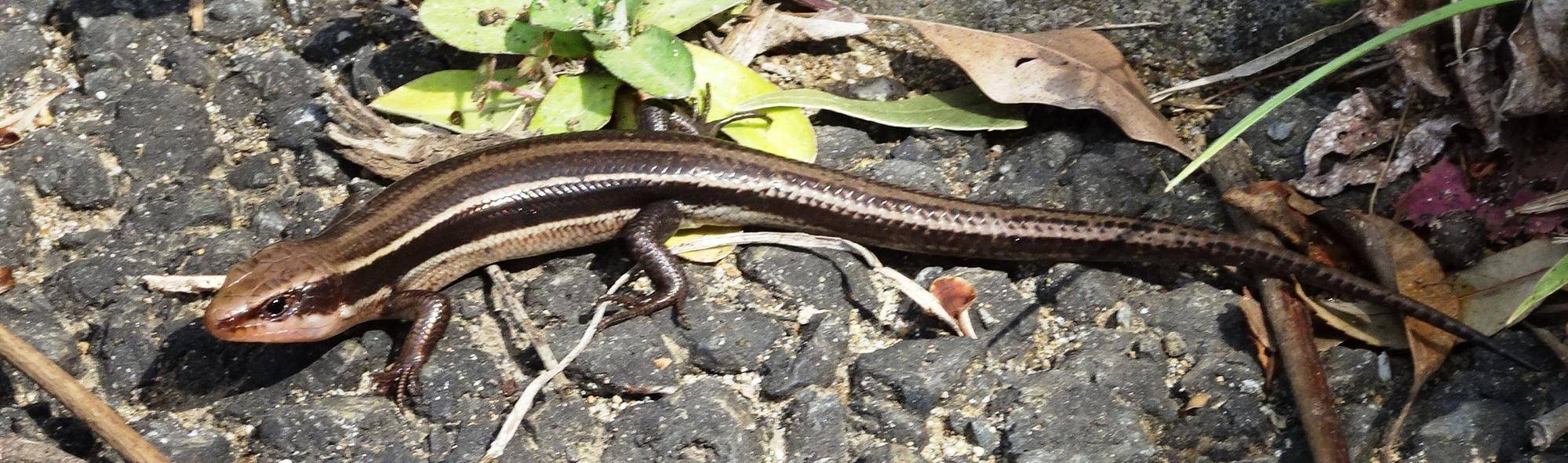ヒガシニホントカゲ.jpg