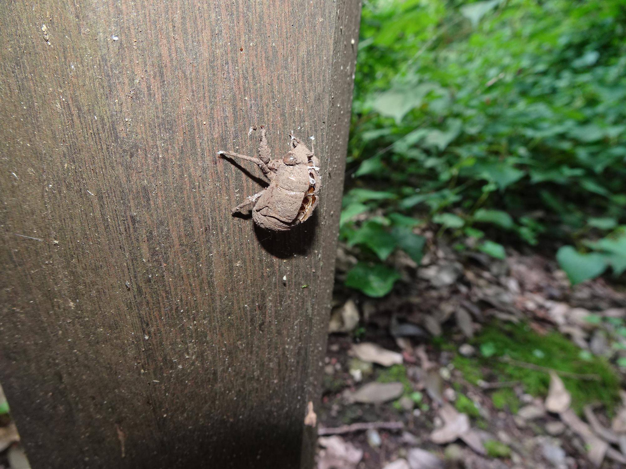 ニイニイゼミの抜け殻.jpg