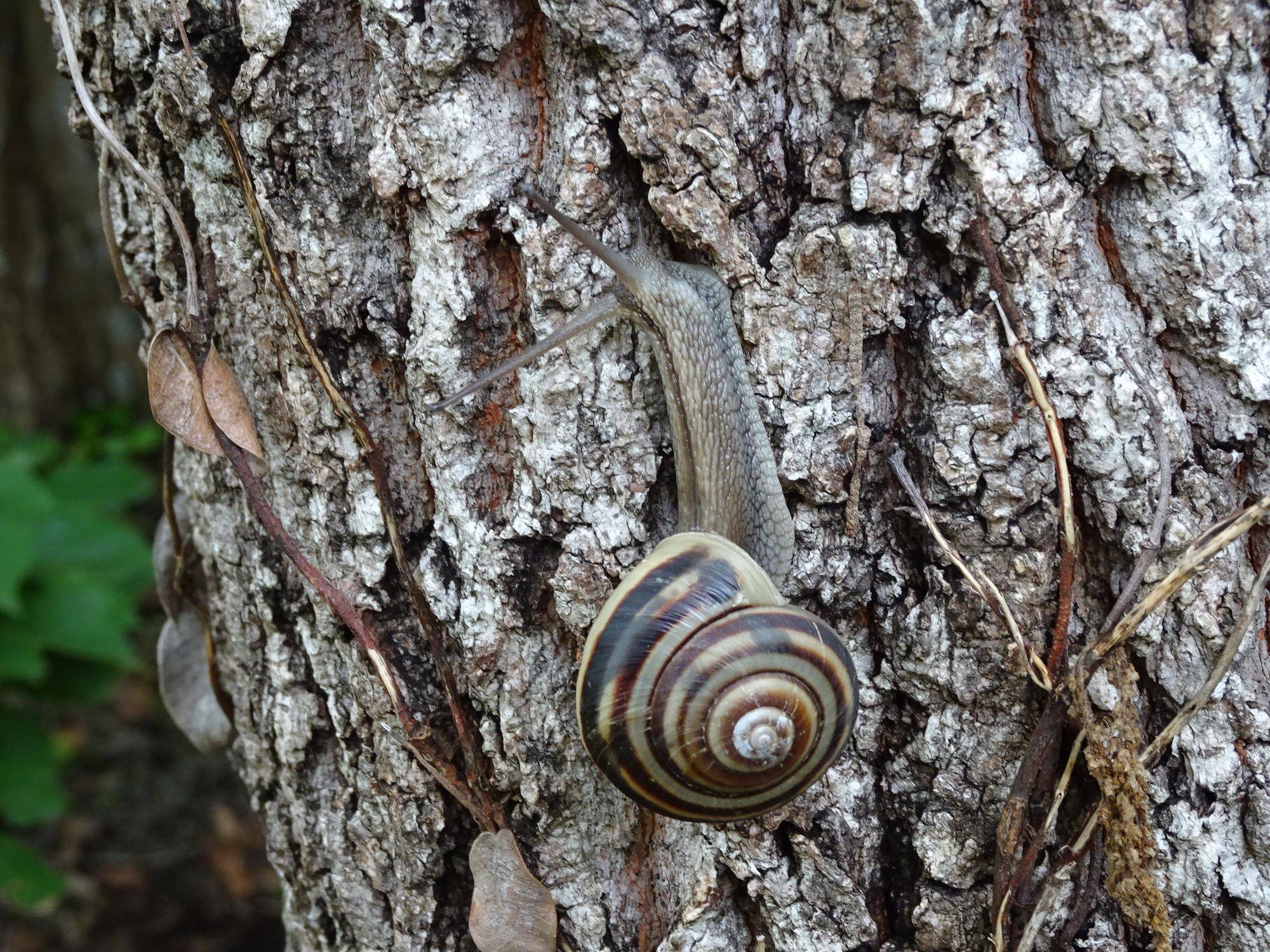 ミスジマイマイ (2).jpg