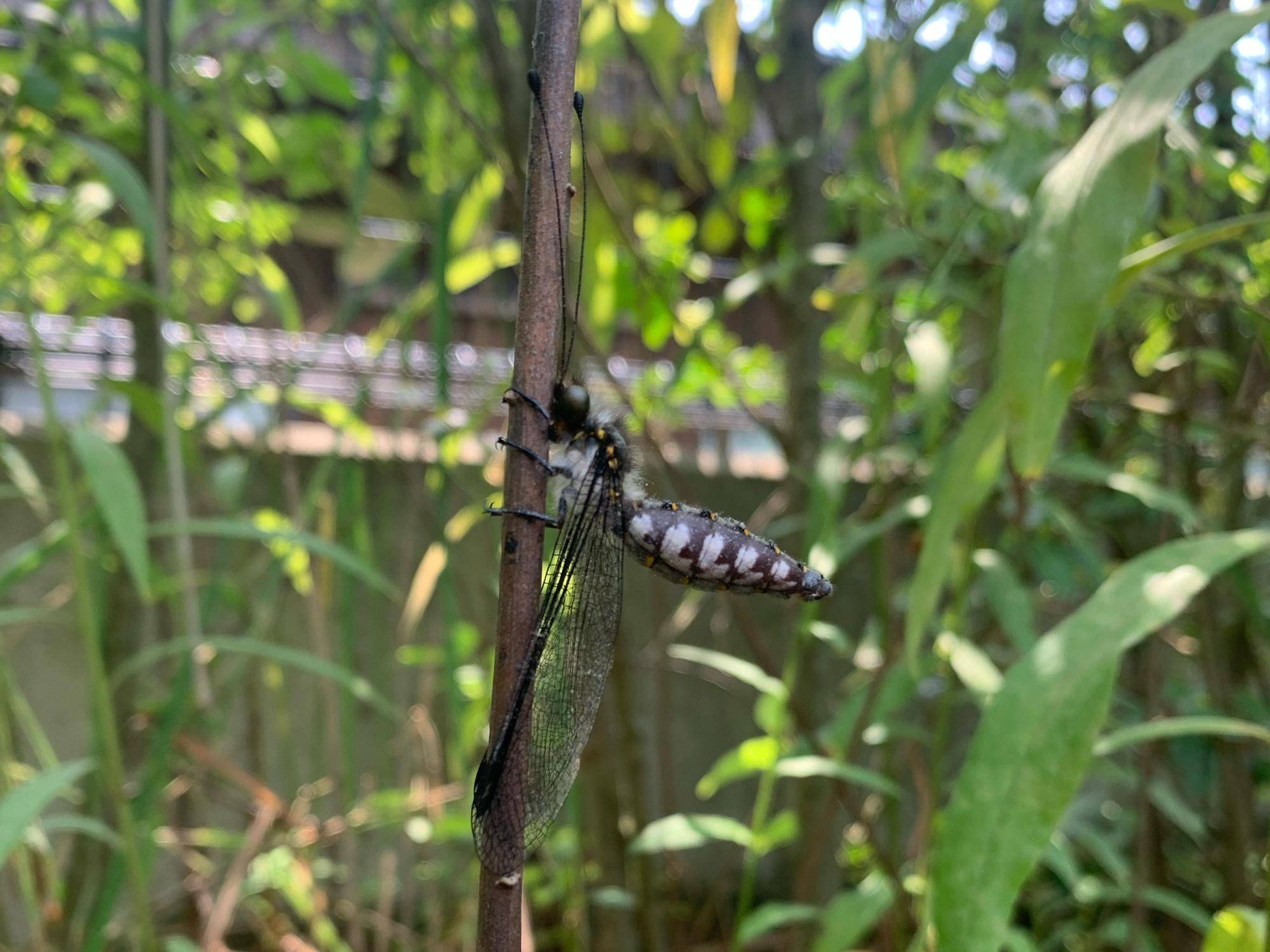 ツノトンボ2.jpeg