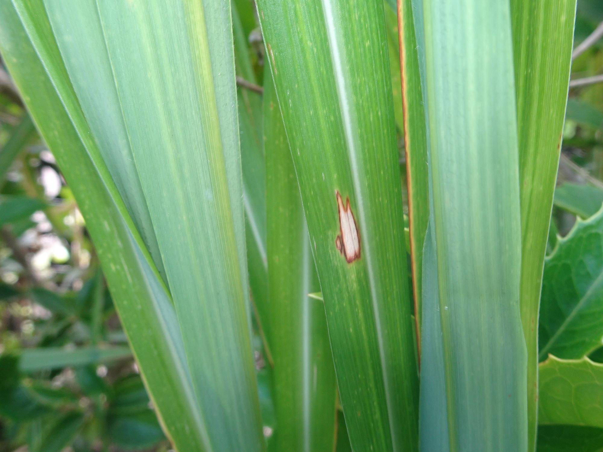 ススキの葉の傷.jpg