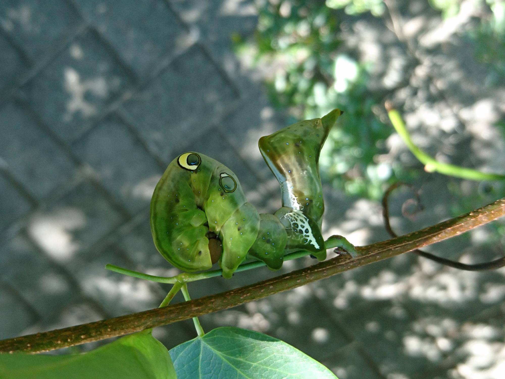 アケビコノハ緑タイプ幼虫.jpg