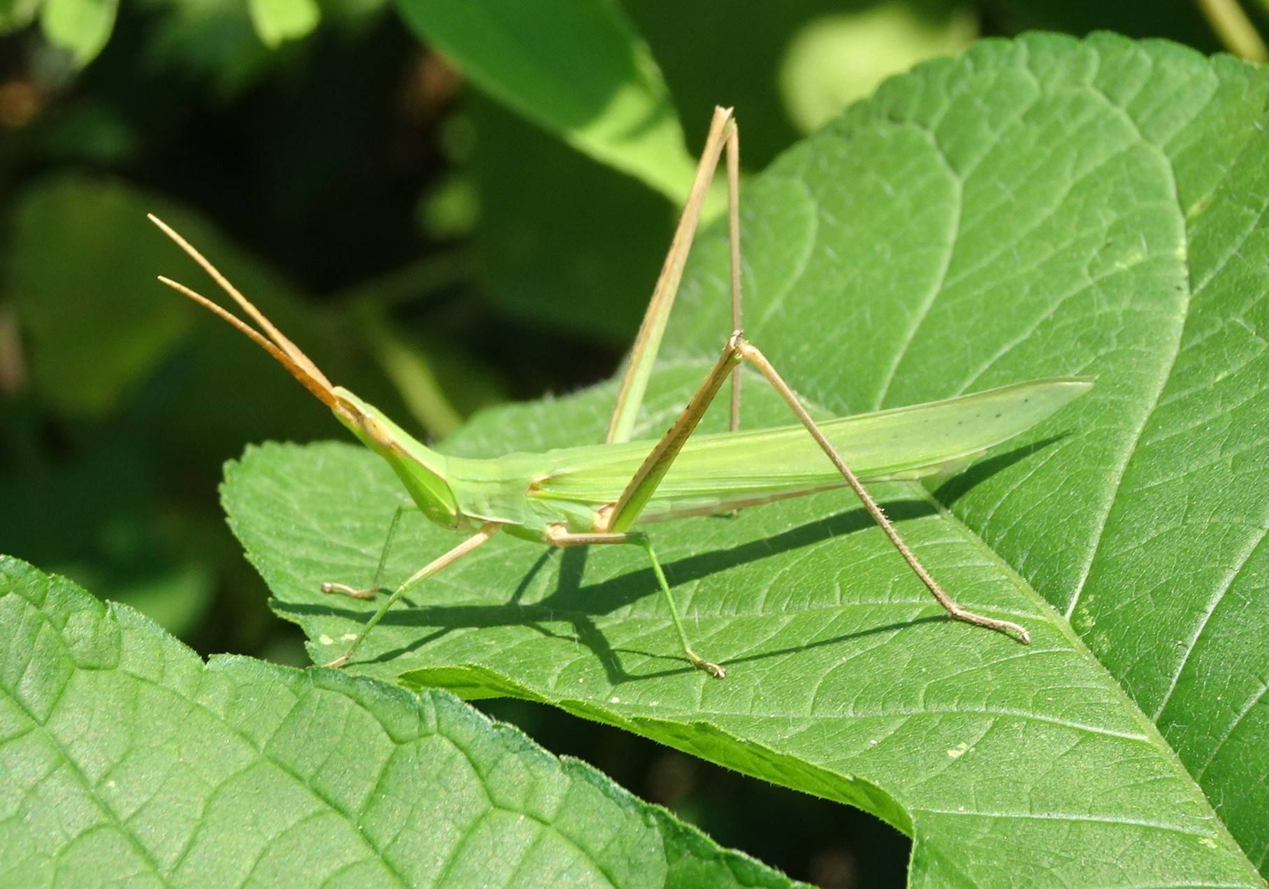ショウリョウバッタ.jpg