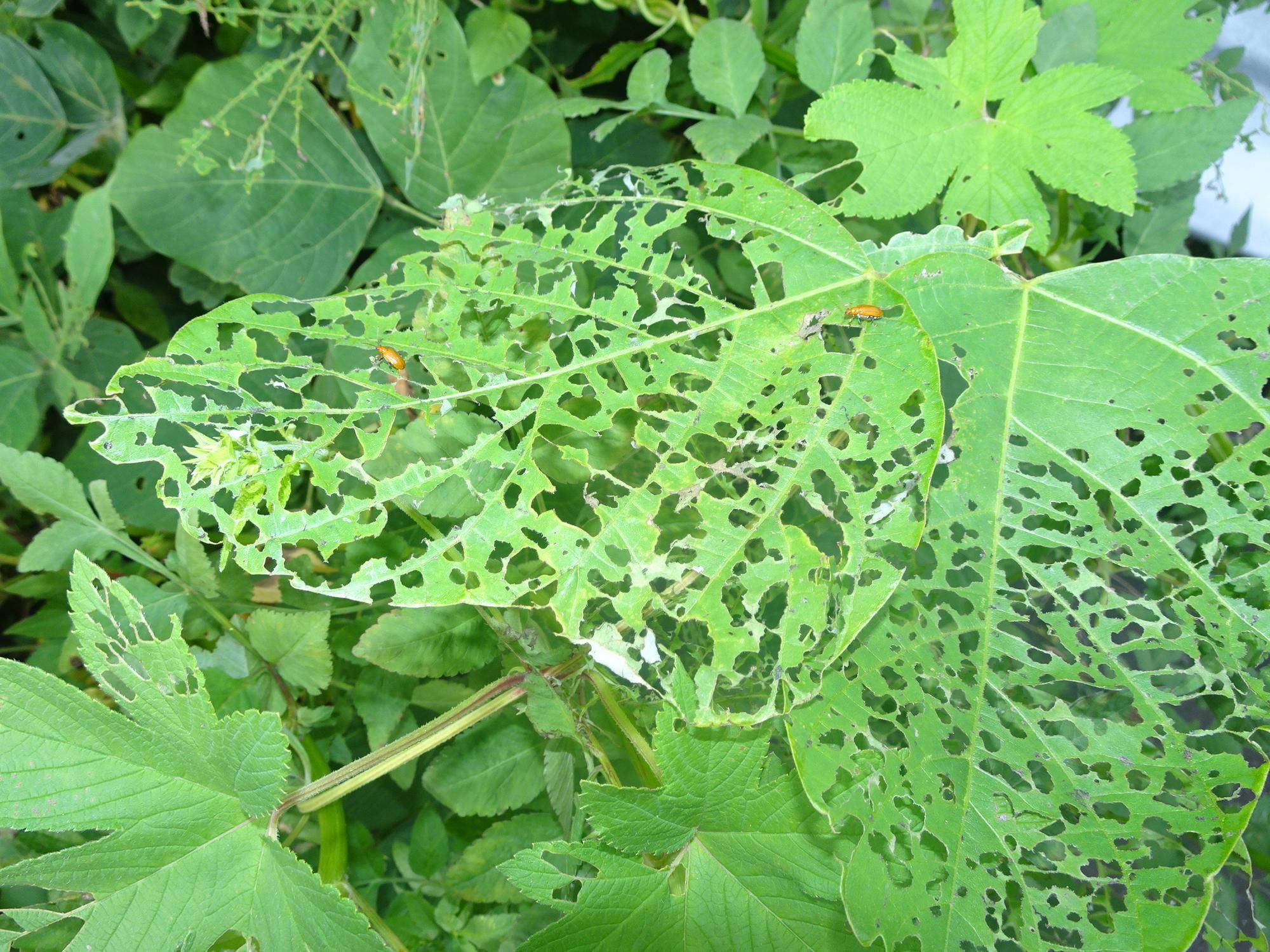 虫に食べられるクズの葉.jpg