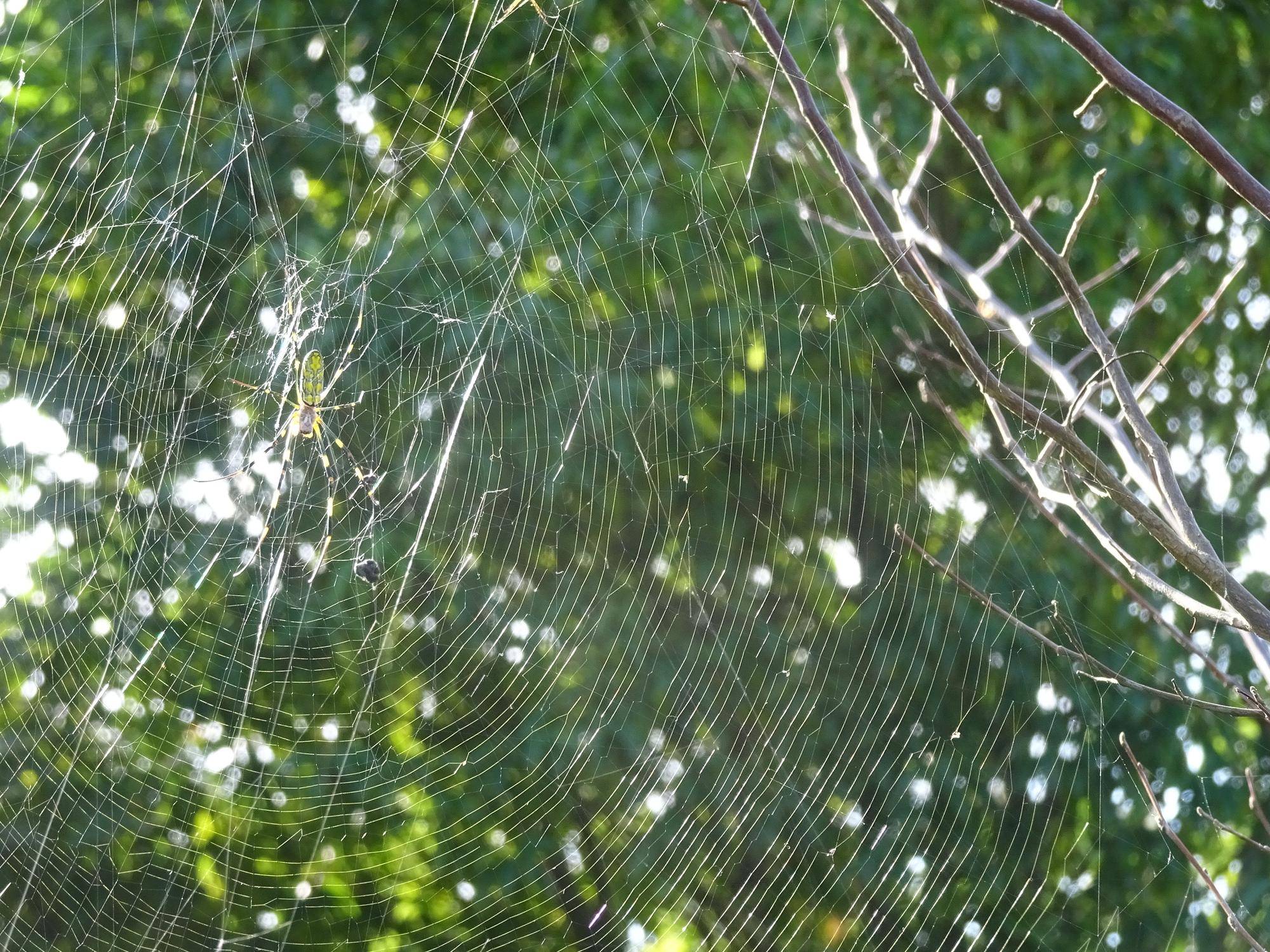 クモの巣.jpg