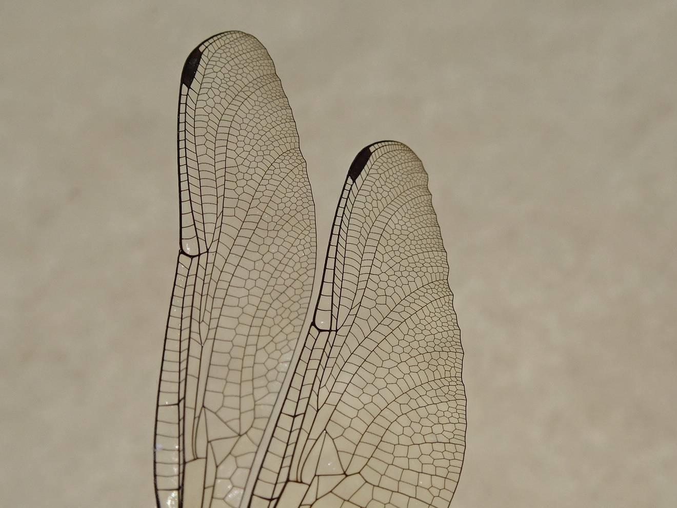 トンボの羽.jpg