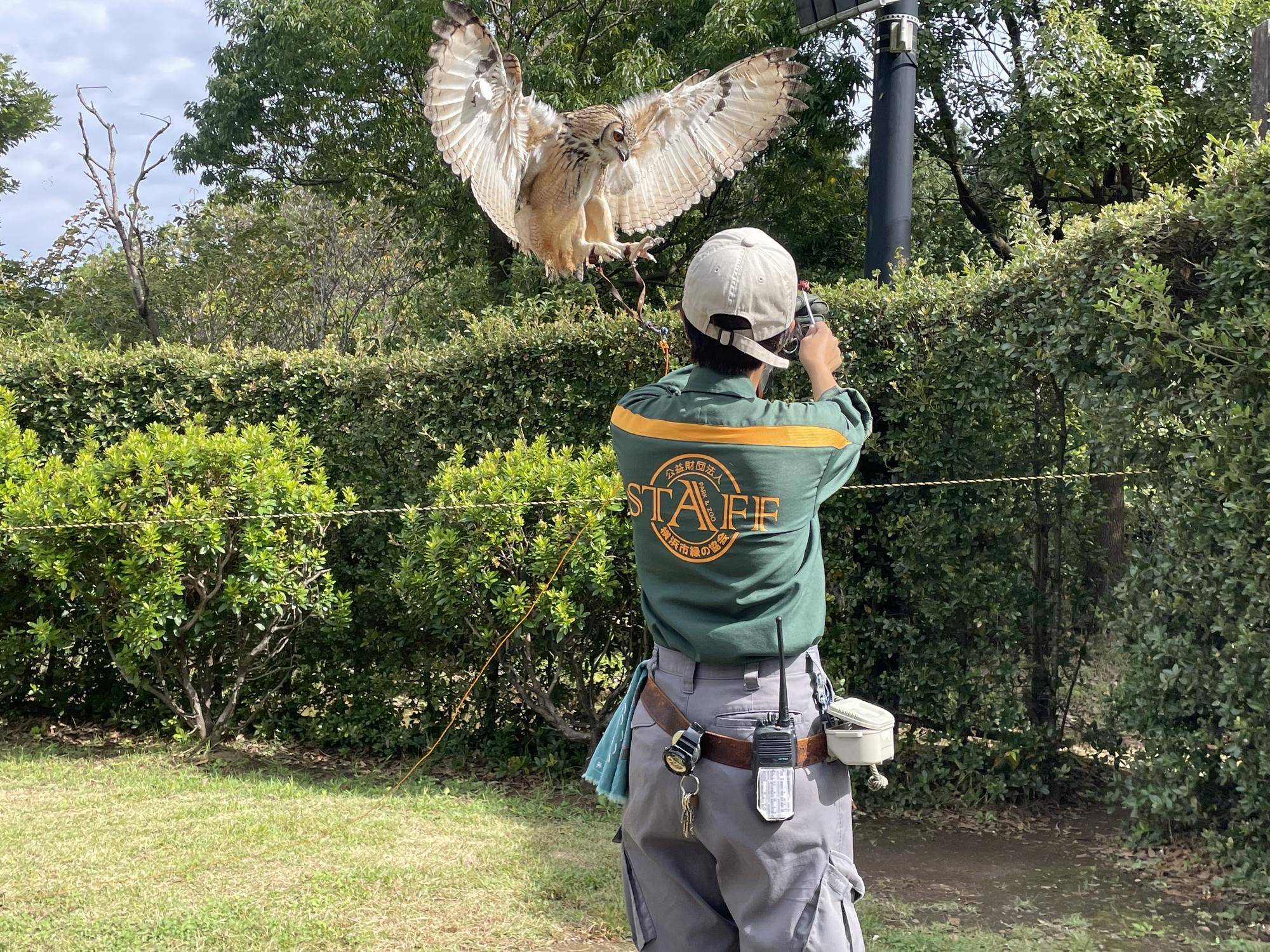 ベンガルワシミミズク⑤フライト