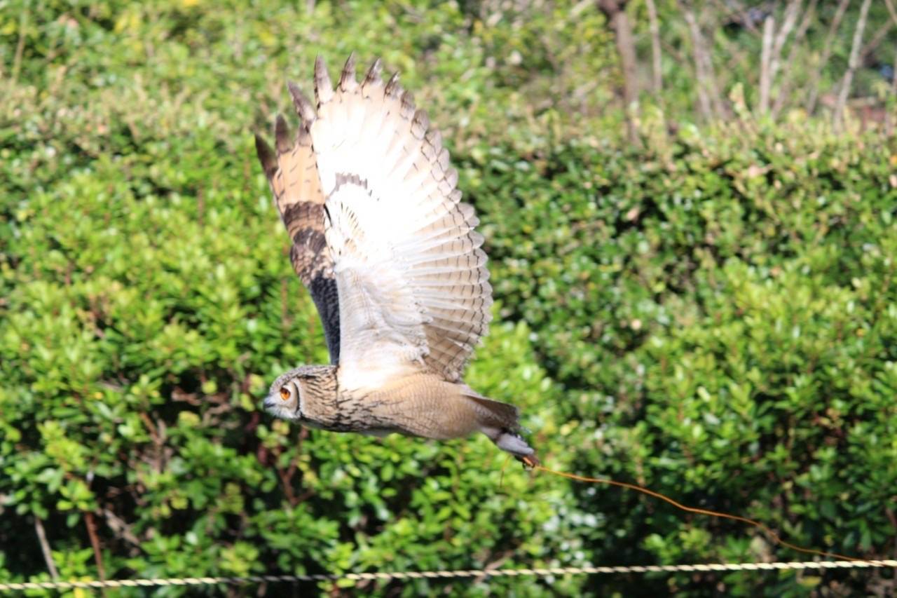 ベンガルワシミミズク④ひも付きフライト