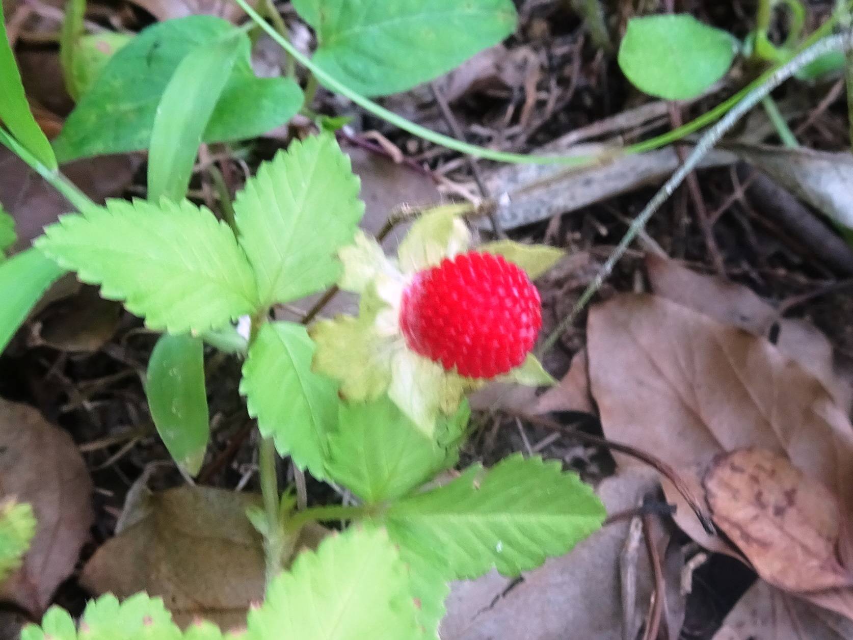 ヘビイチゴ実.jpg