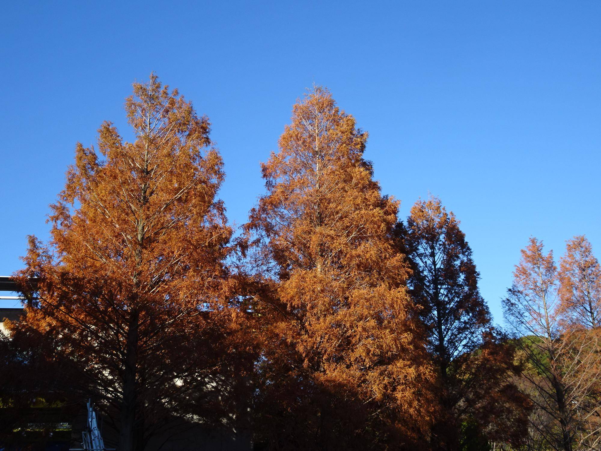 メタセコイア紅葉.jpg