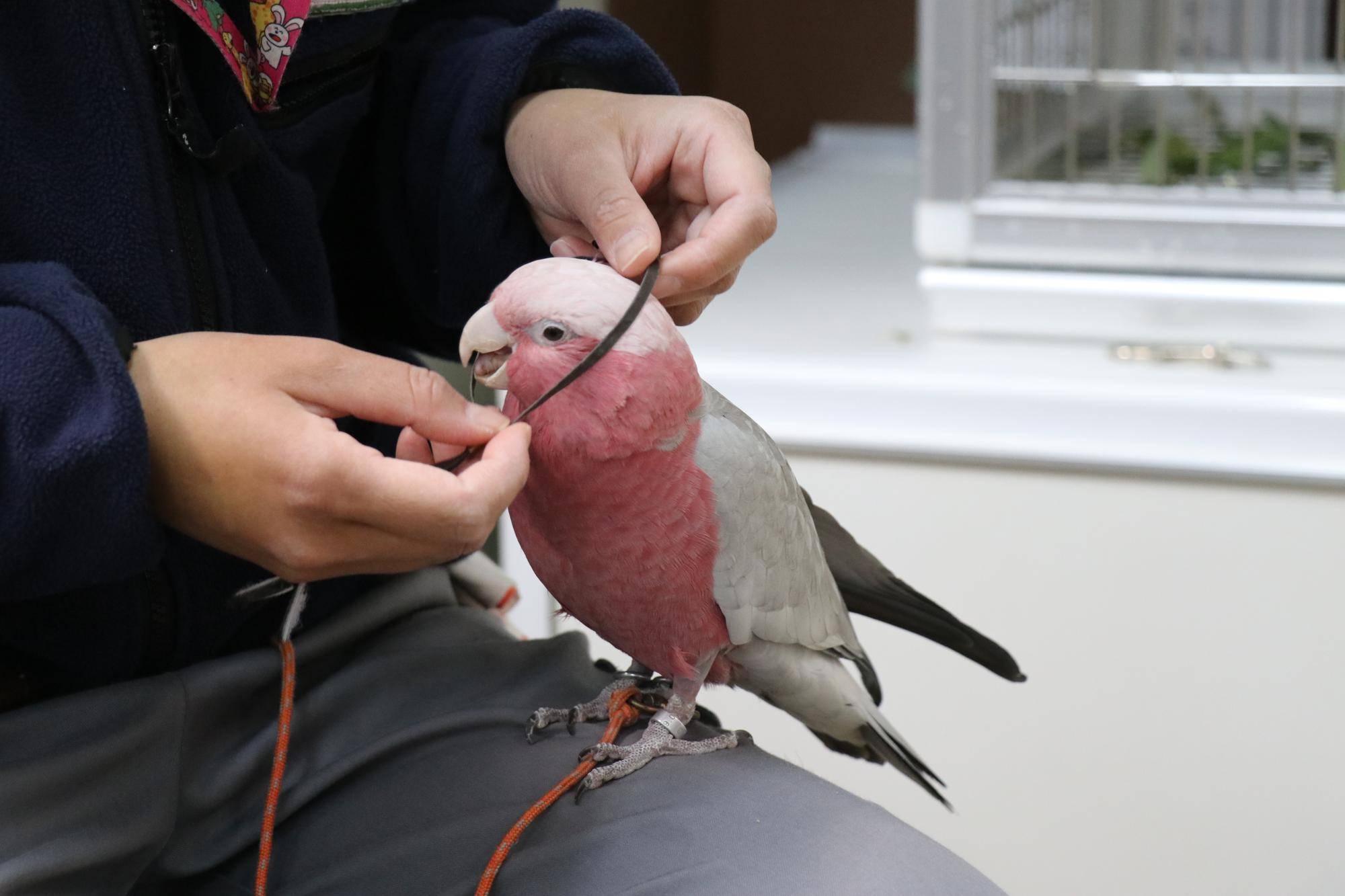 ピーチハーネスをくぐる.jpg
