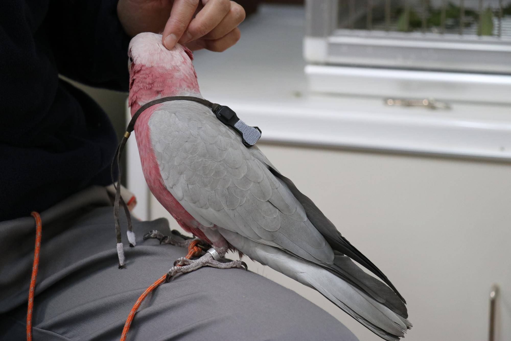 ピーチ頭をなでられる.jpg