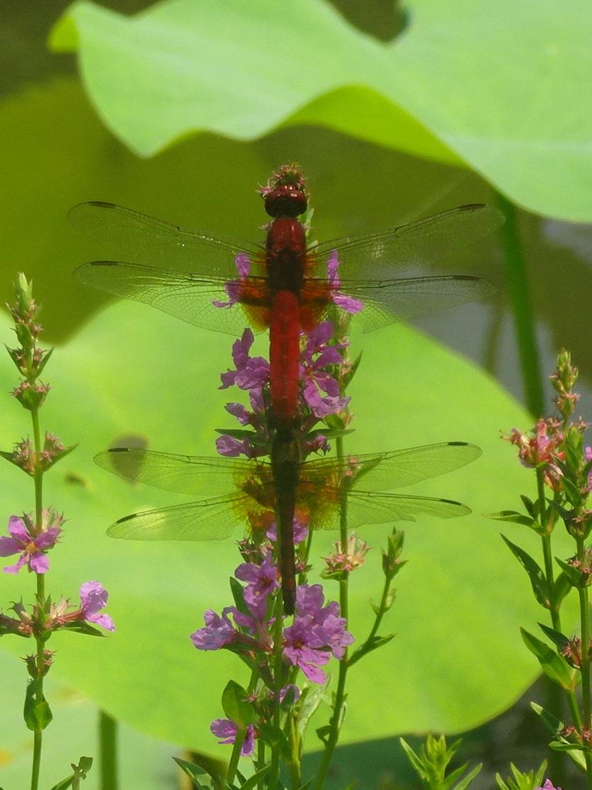 ショウジョウトンボ雄と雌.jpg