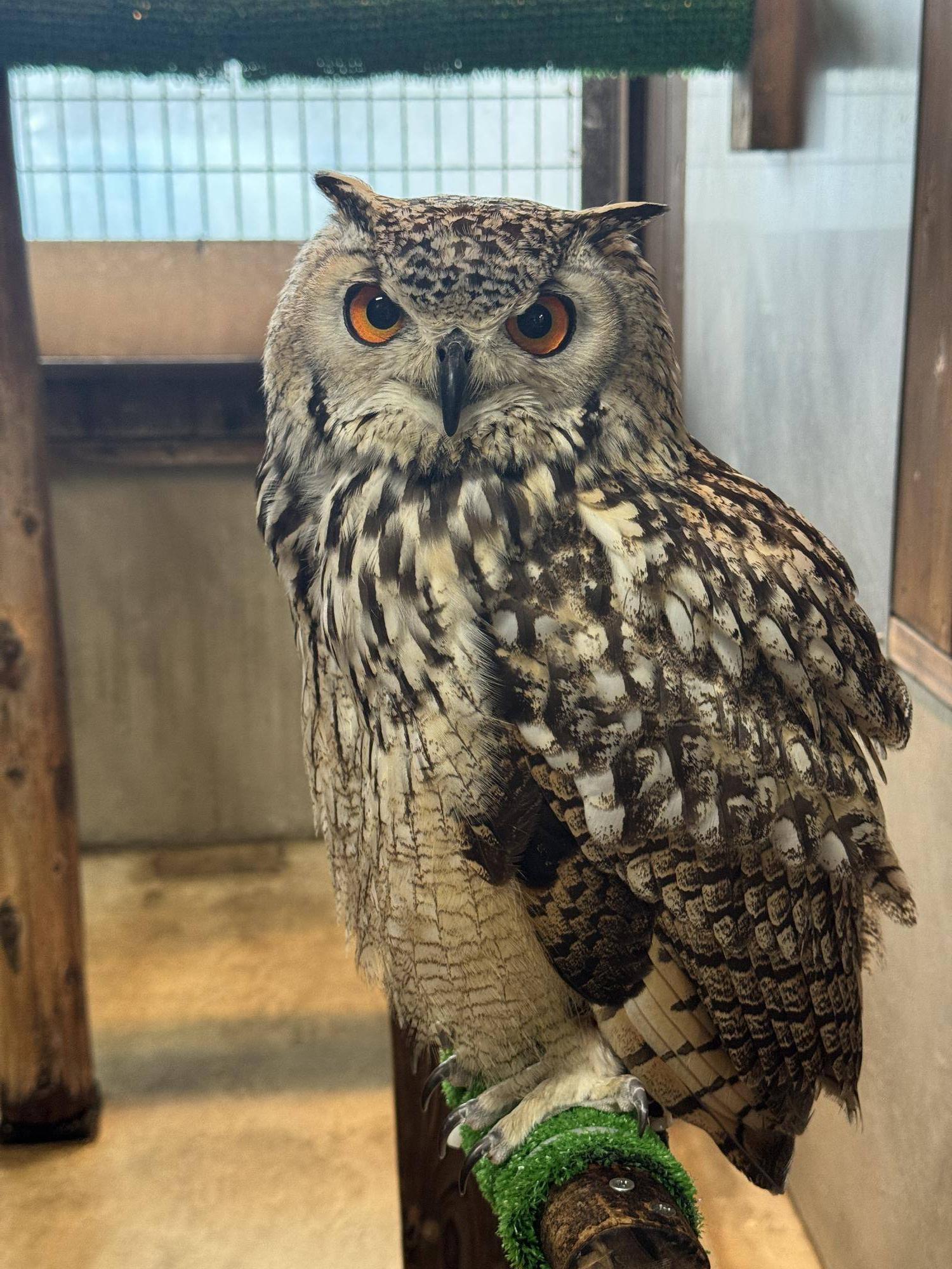 【ｱﾌﾘｶｻﾊﾞﾝﾅ】ナツメとピーチの近況報告1