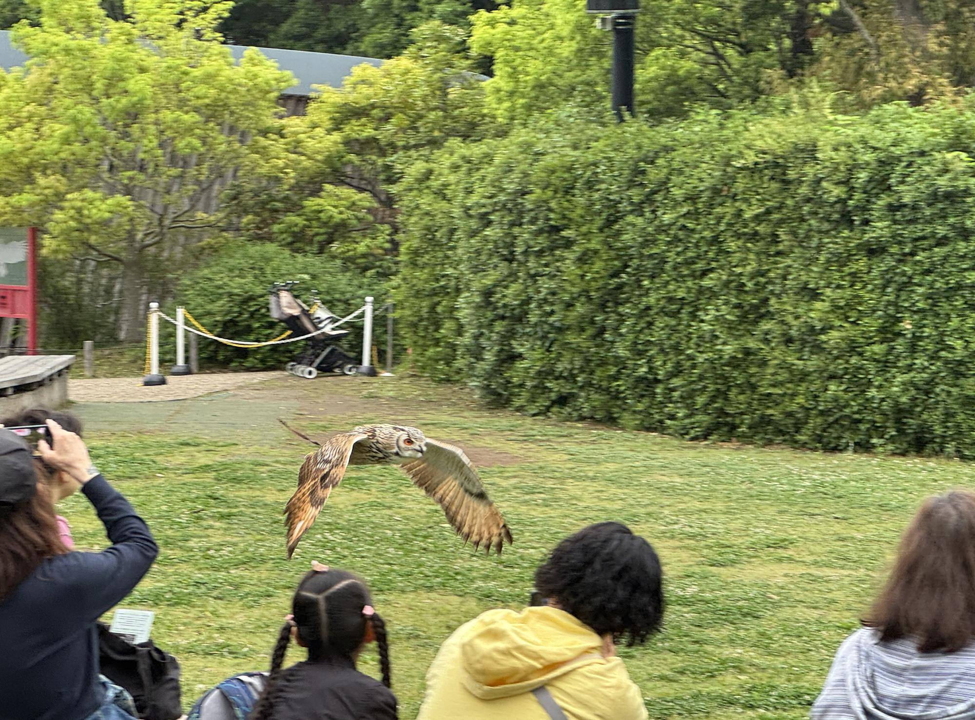 【ｱﾌﾘｶｻﾊﾞﾝﾅ】ナツメとピーチの近況報告３