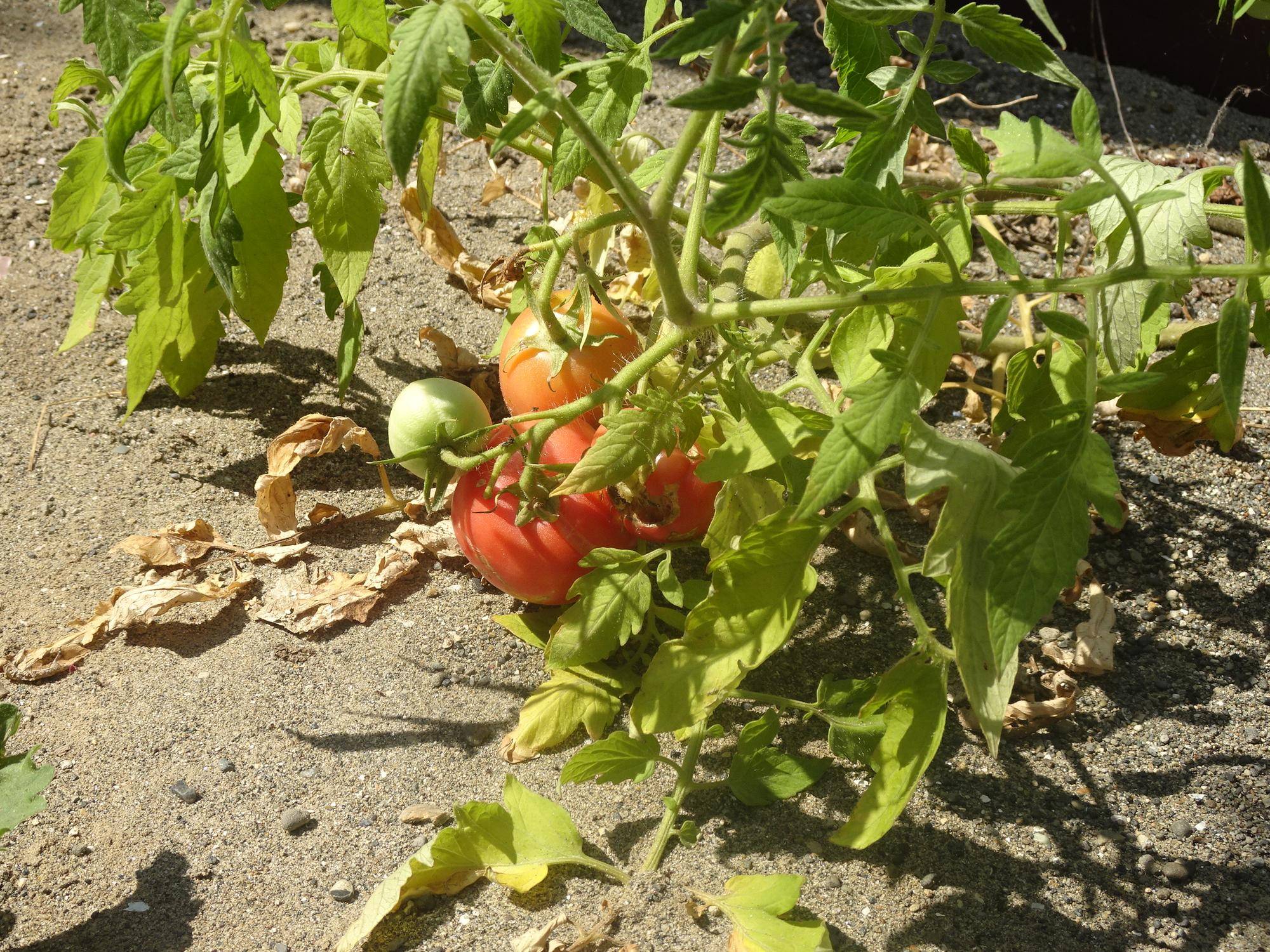 トマト2.jpg