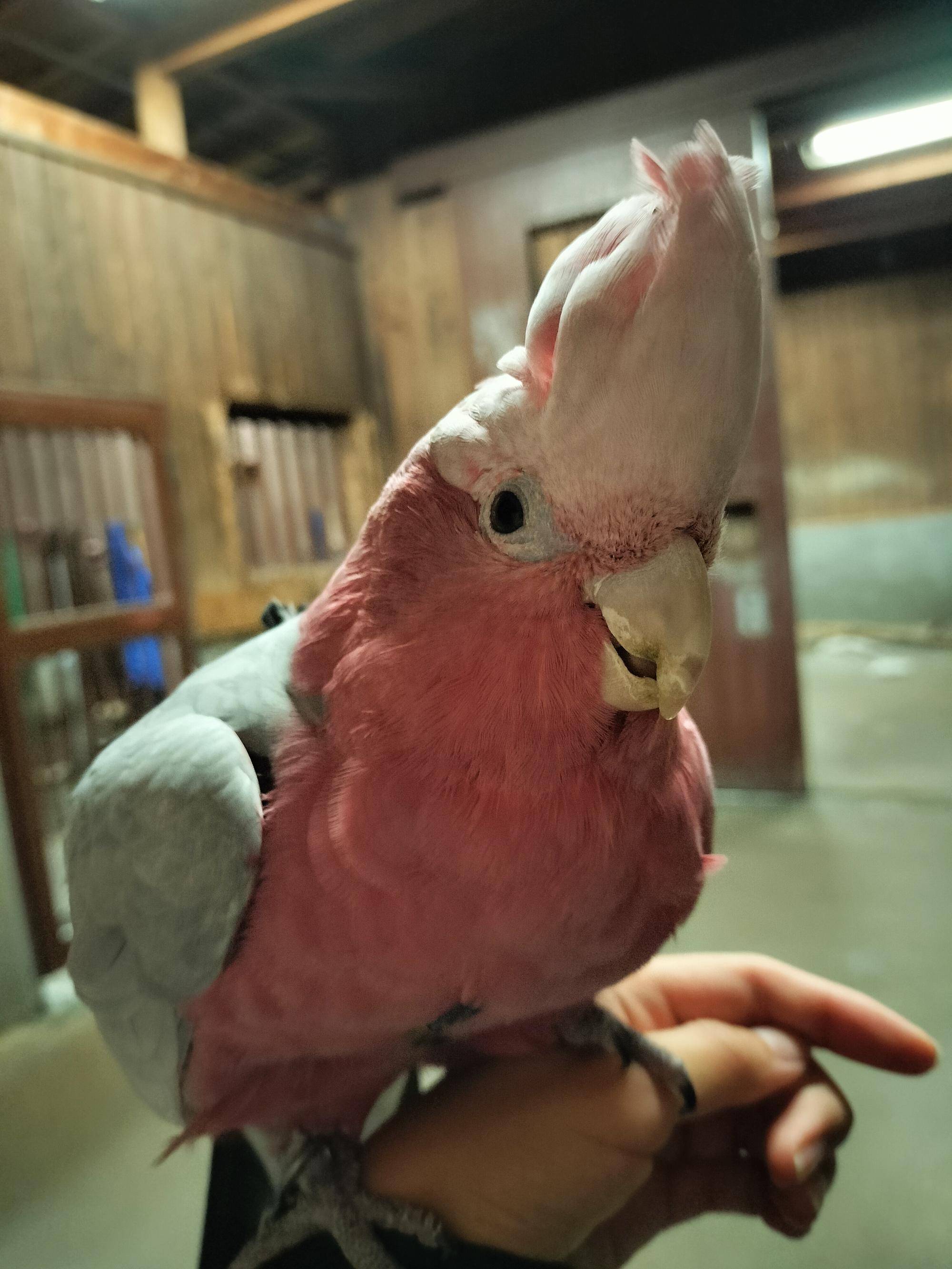 ピーチの正面顔.jpg