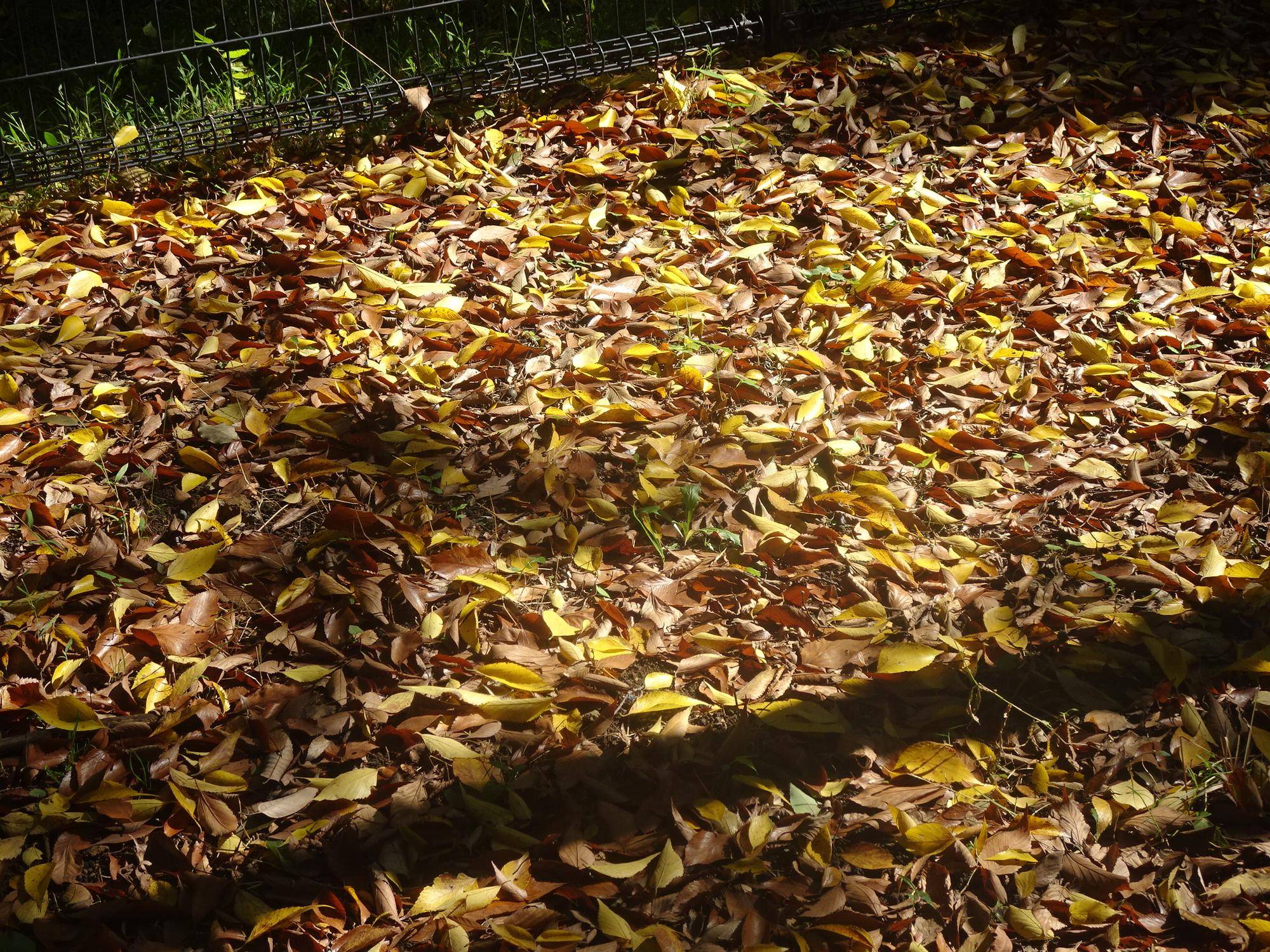 落葉のじゅうたん.jpg