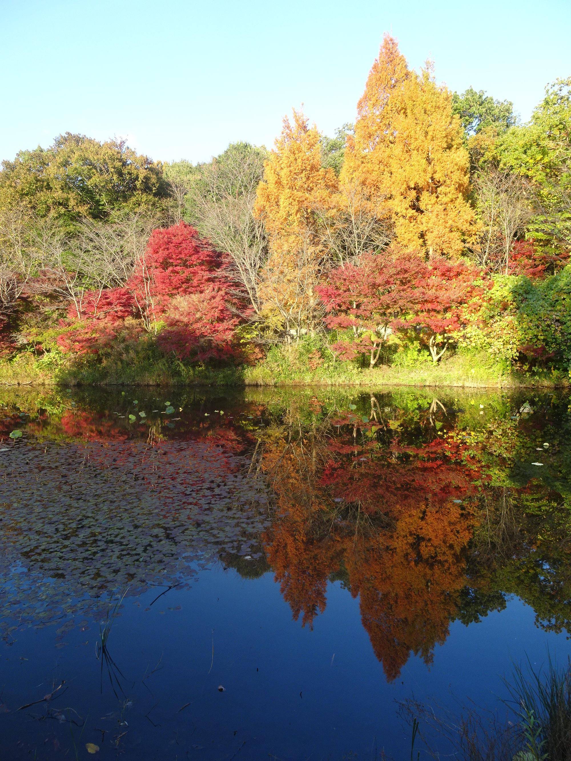 水面に映る紅葉.jpg