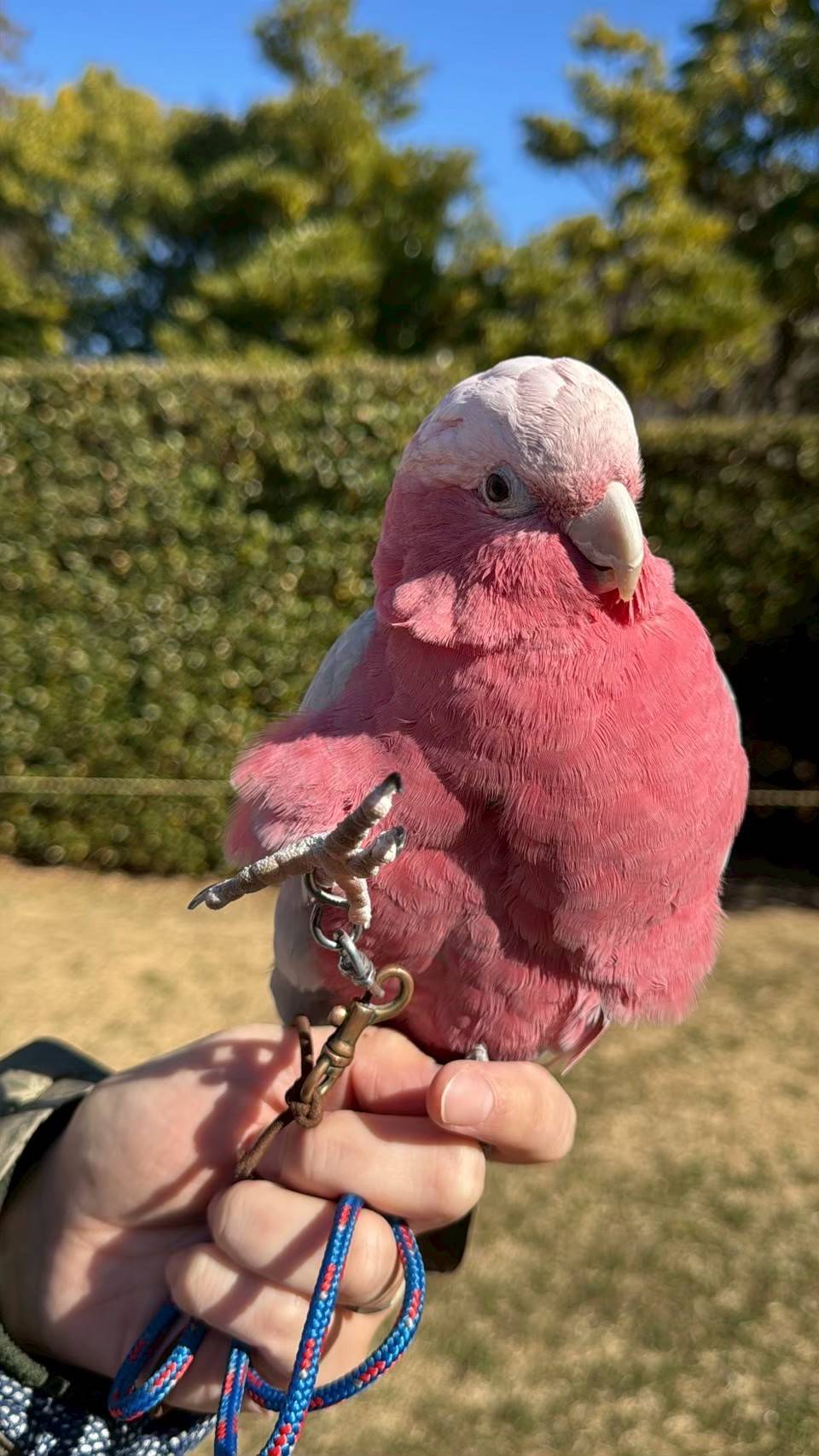 バイバイをしているピーチ .jpg