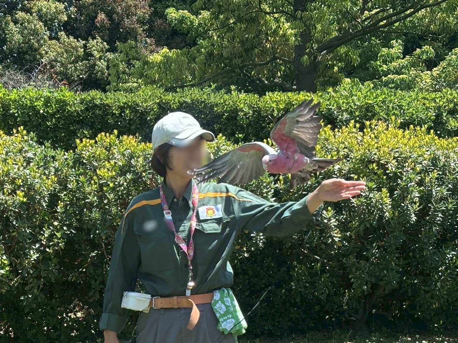 モモイロインコのピーチ飛びます.jpg