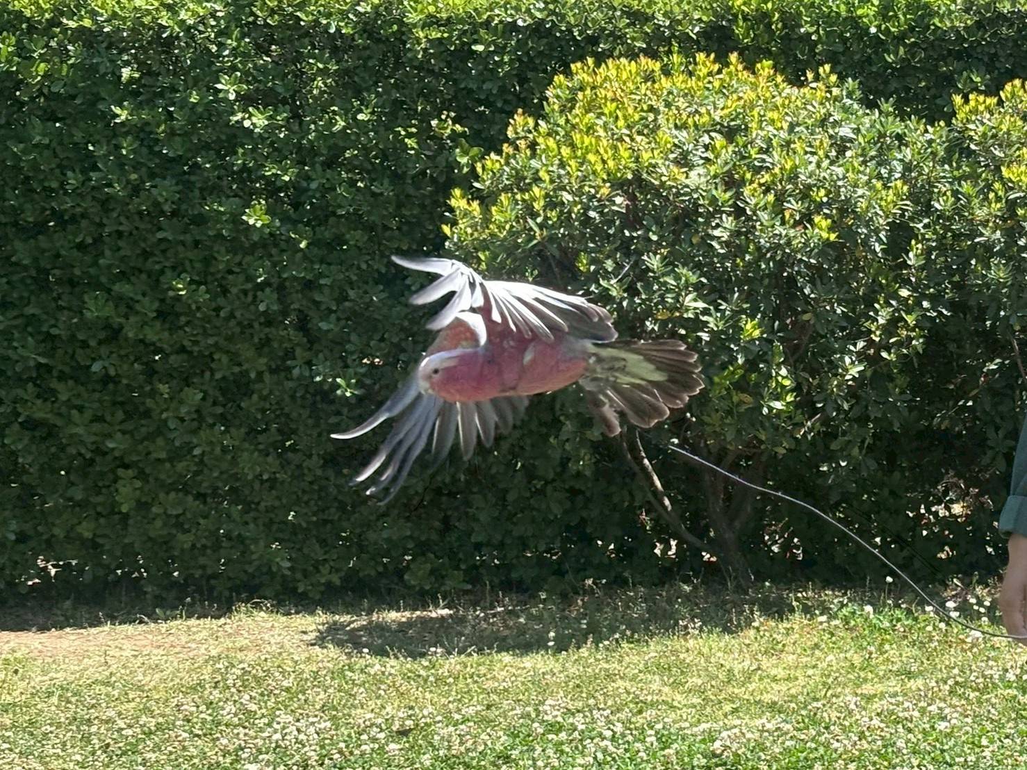 モモイロインコのピーチのフライト.jpg