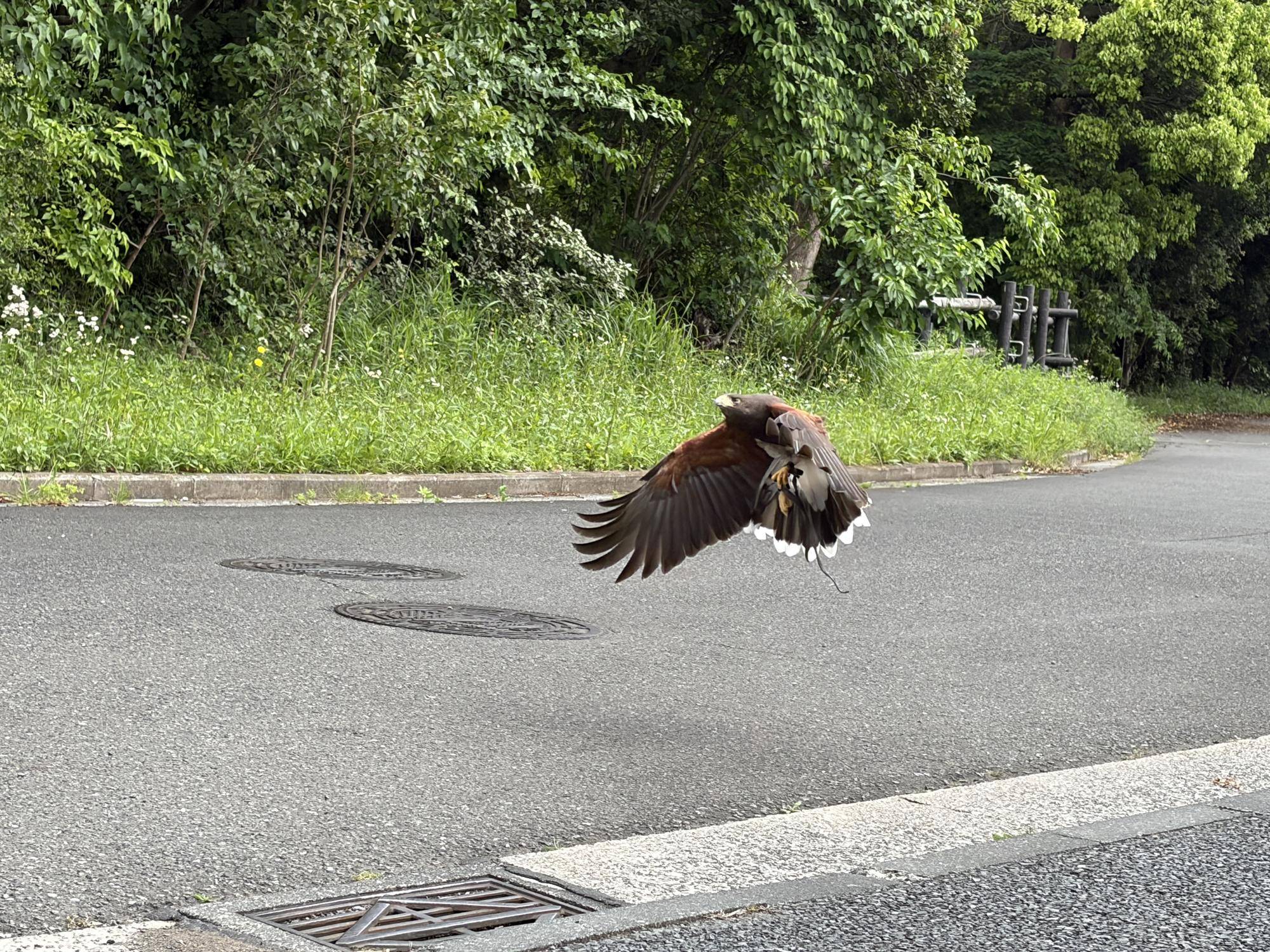 管理用道路を飛ぶりょうま.jpg