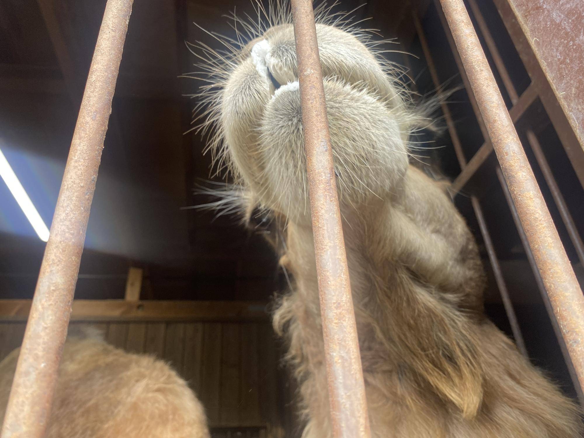 待つことに飽きて部屋から出たそうにしているソフィー.jpg