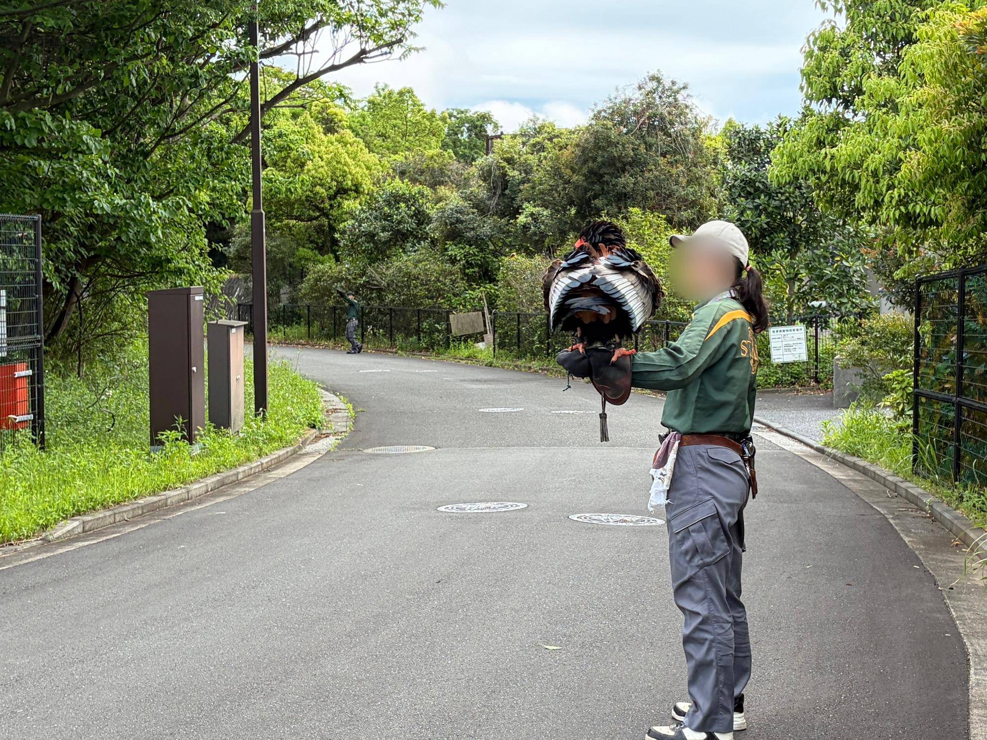 管理用道路でのダルマワシのフライト.jpg