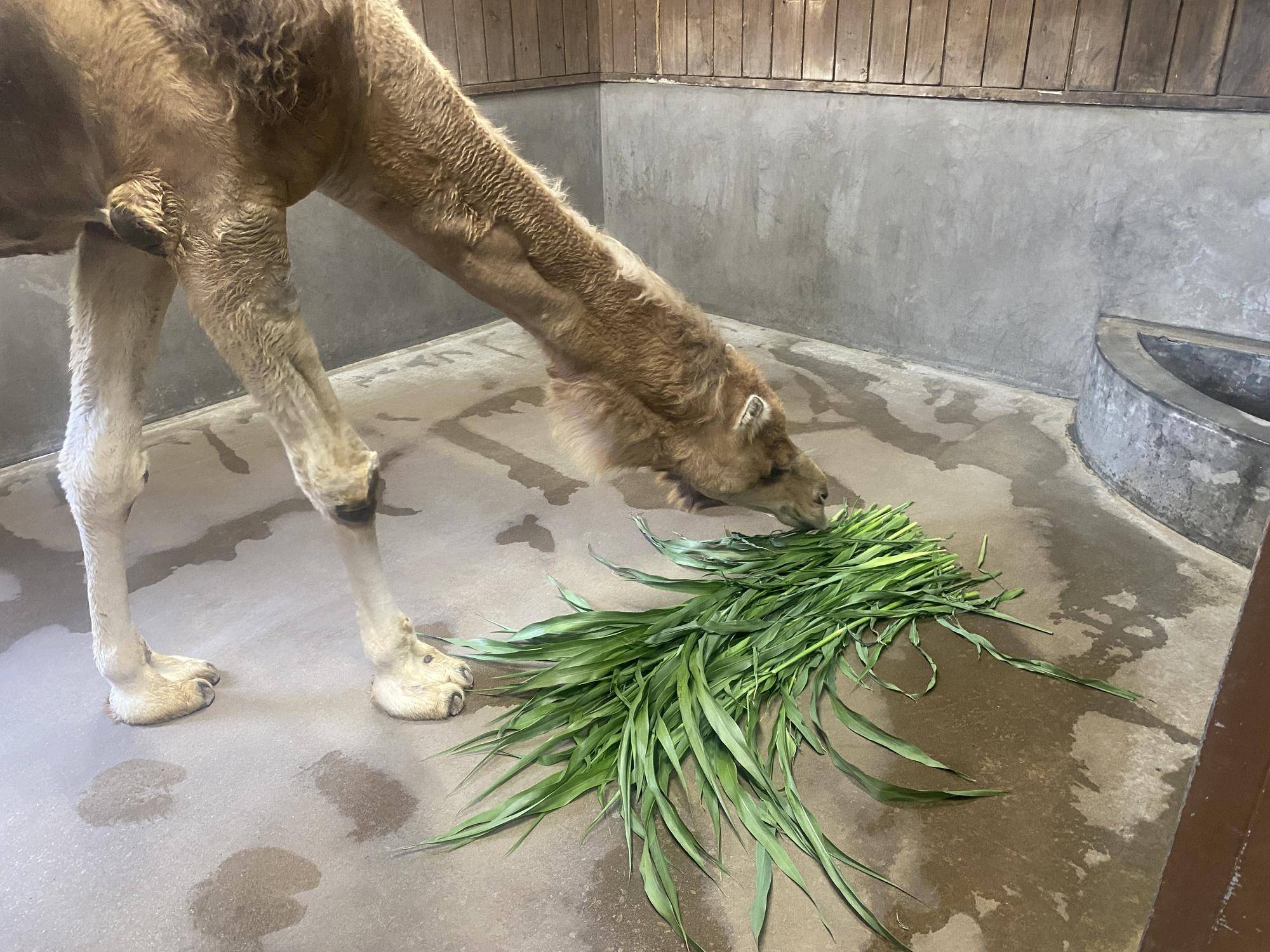 寝室で青草を食べるソフィー.jpg