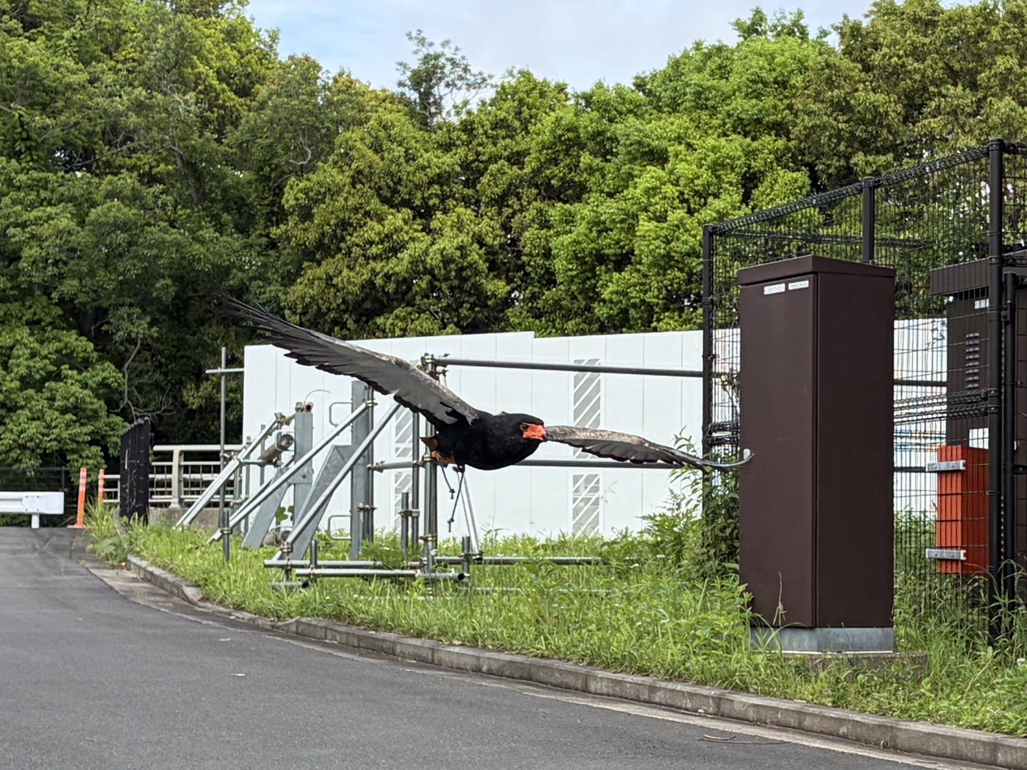 管理用道路を飛ぶゲティ(2).jpg