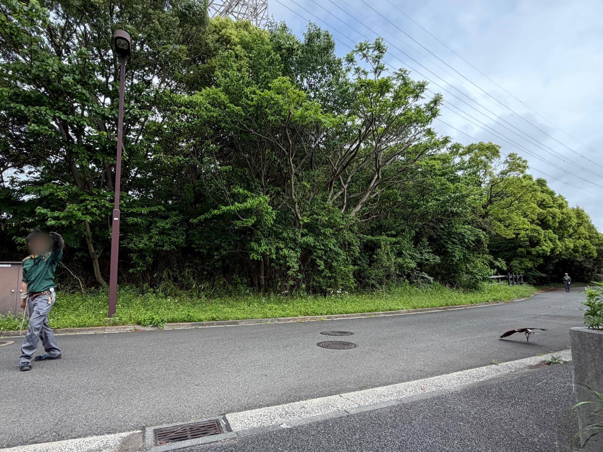 管理用道路でのハリスホークのフライト.jpeg