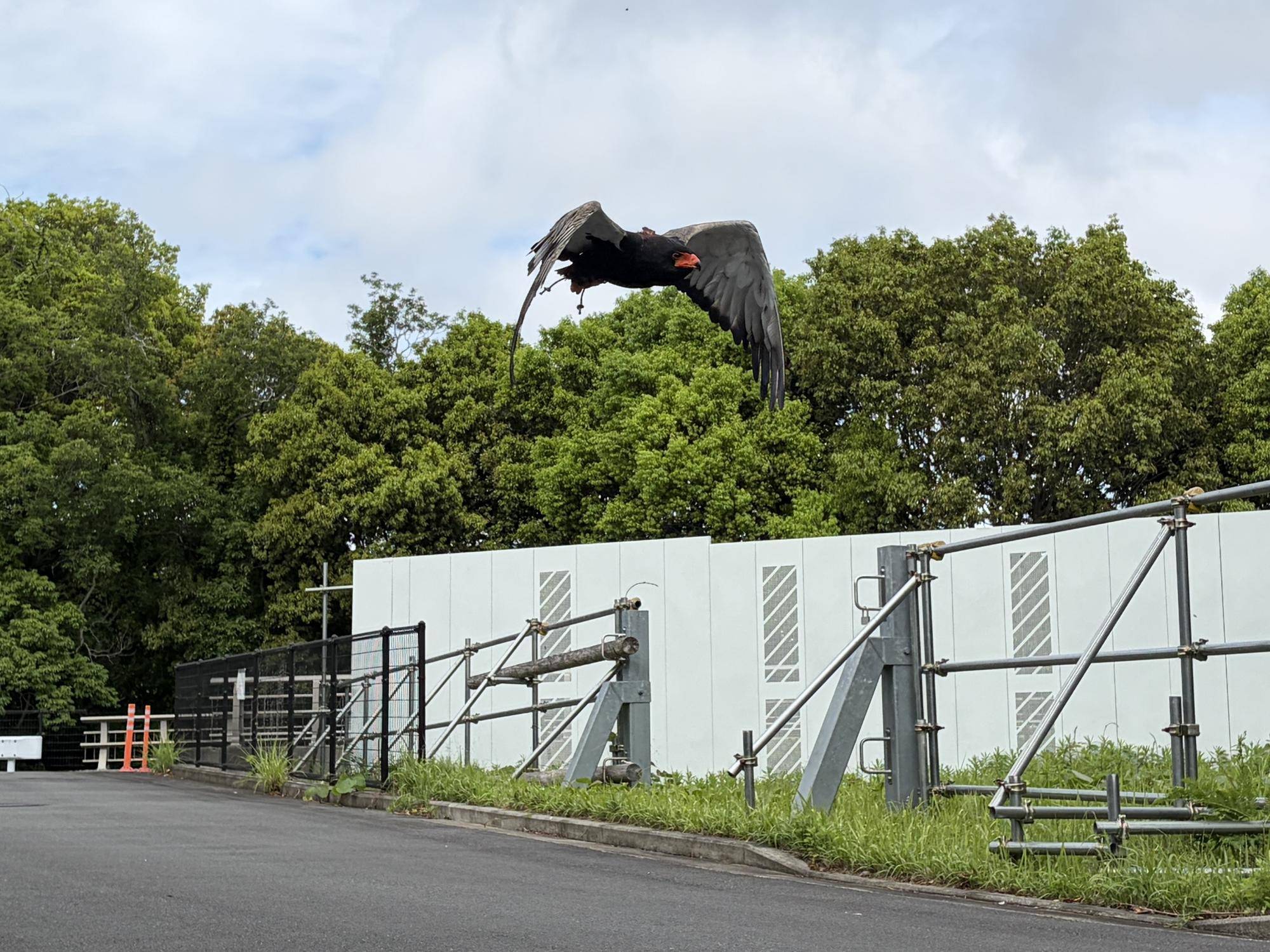 管理用道路を飛ぶゲティ.jpg