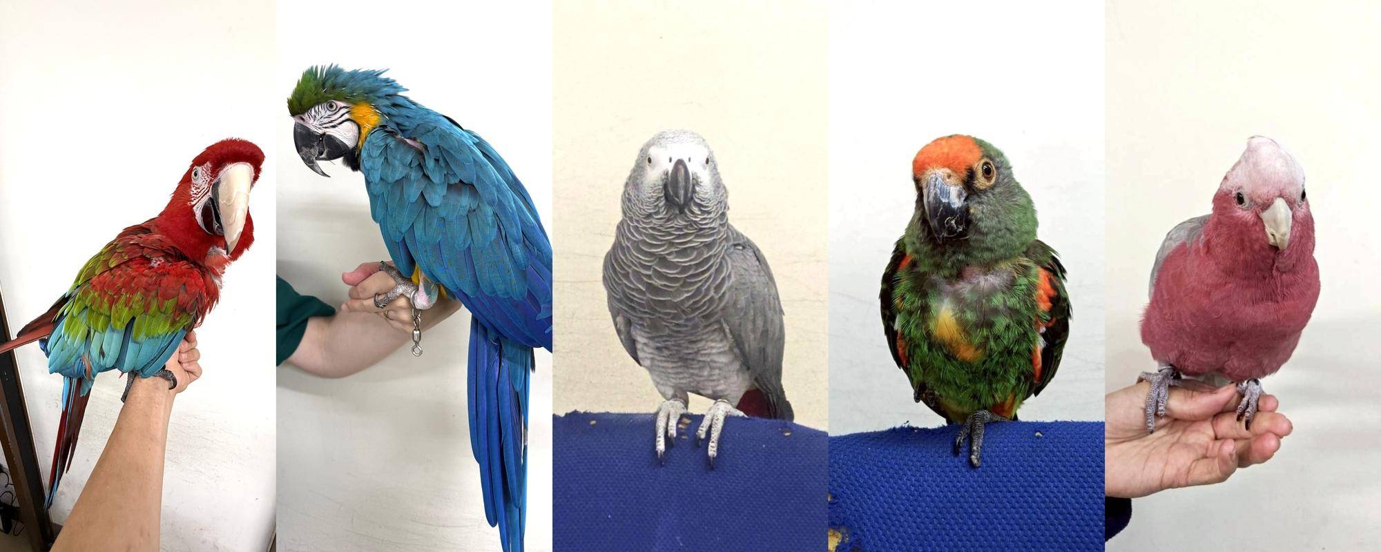 鳥たちに願いを込めて~ミナミジサイチョウ・インコオウム編～④.jpg