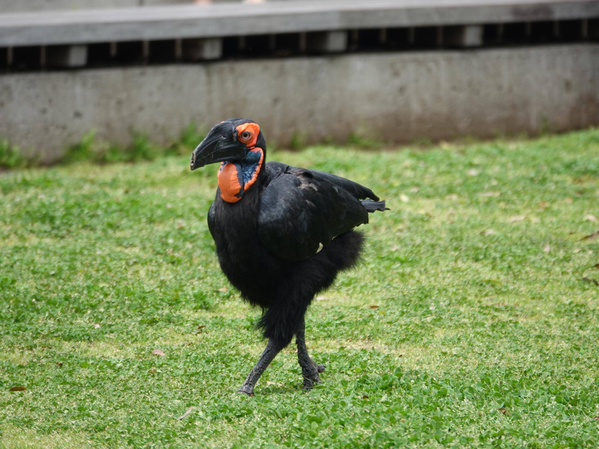 鳥たちに願いを込めて~ミナミジサイチョウ・インコオウム編～①.jpg