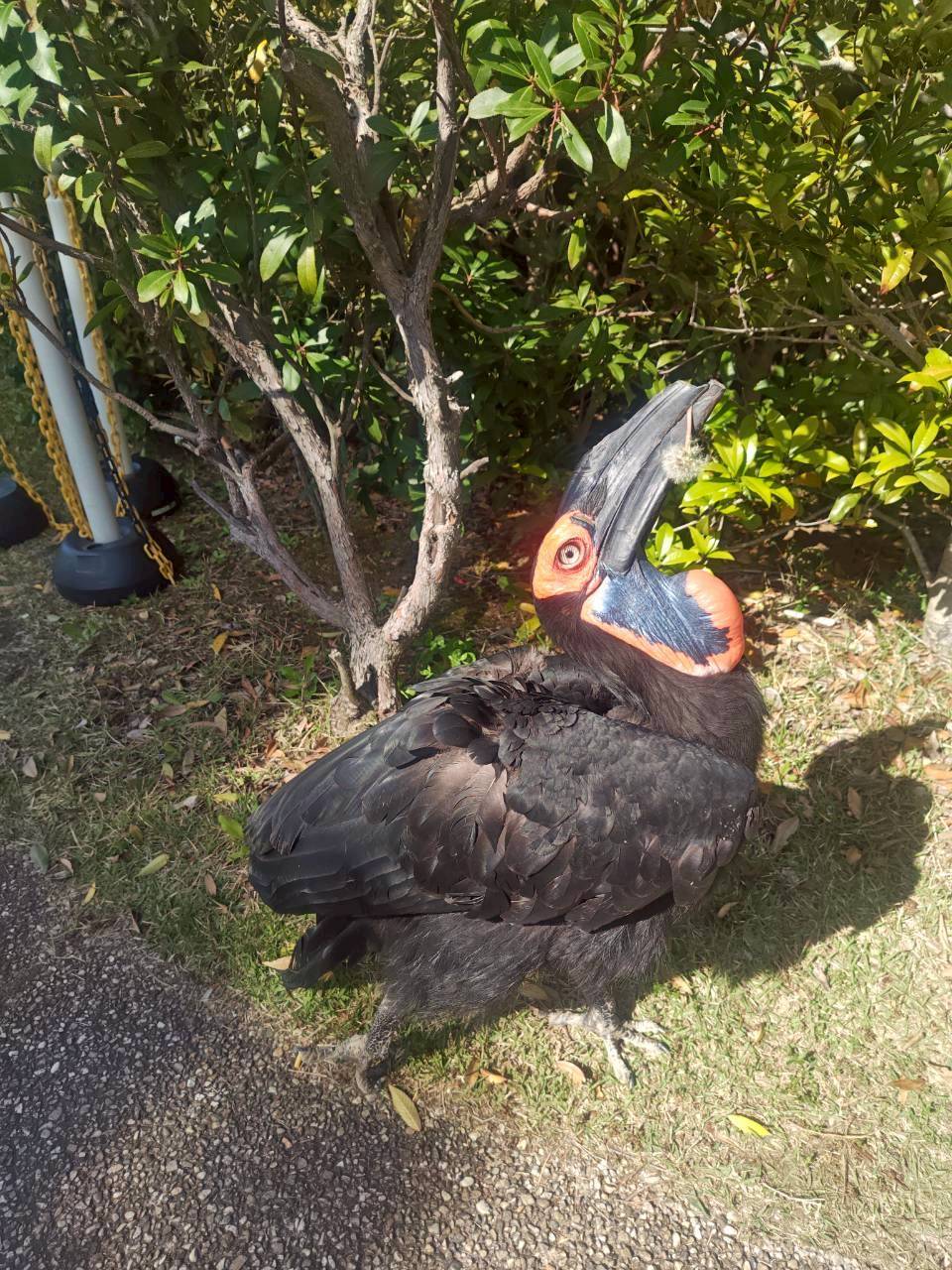 鳥たちに願いを込めて~ミナミジサイチョウ・インコオウム編～③.jpeg