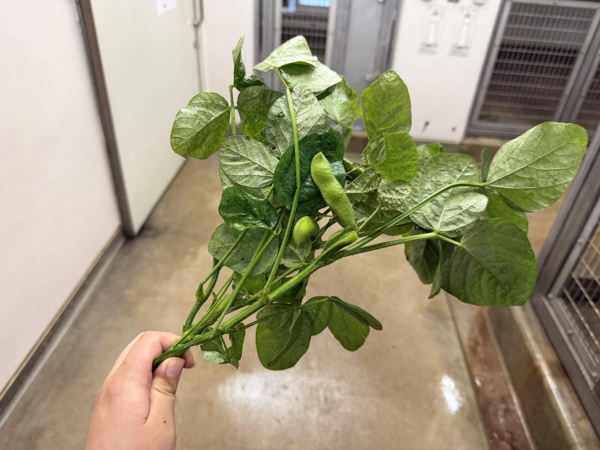枝付きの枝豆の葉.jpg