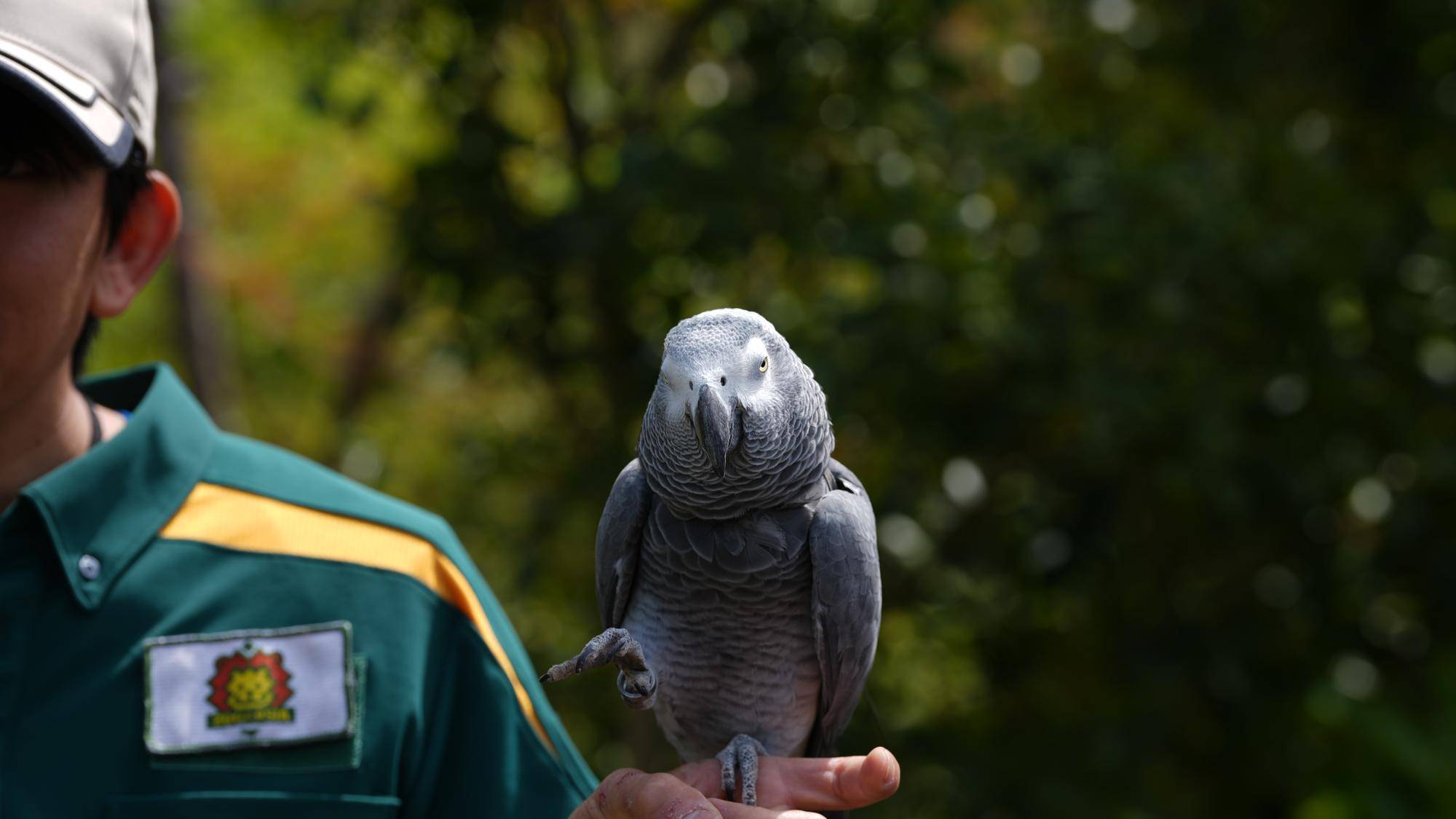鳥たちに願いを込めて~ミナミジサイチョウ・インコオウム編～⑥.jpg
