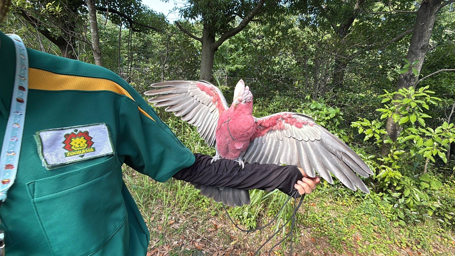 鳥たちに願いを込めて~ミナミジサイチョウ・インコオウム編～⑦.jpg