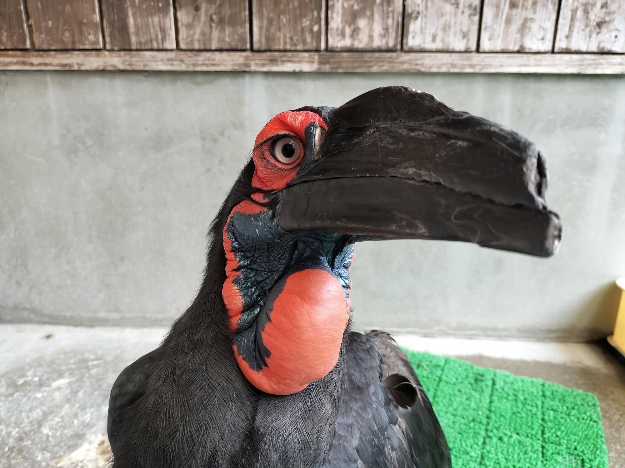 ミナミジサイイチョウ ルース②.jpg