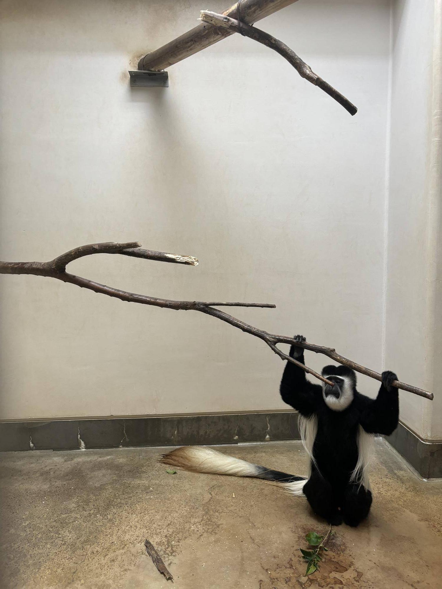 折れた止まり木を掴むチェカ.jpeg