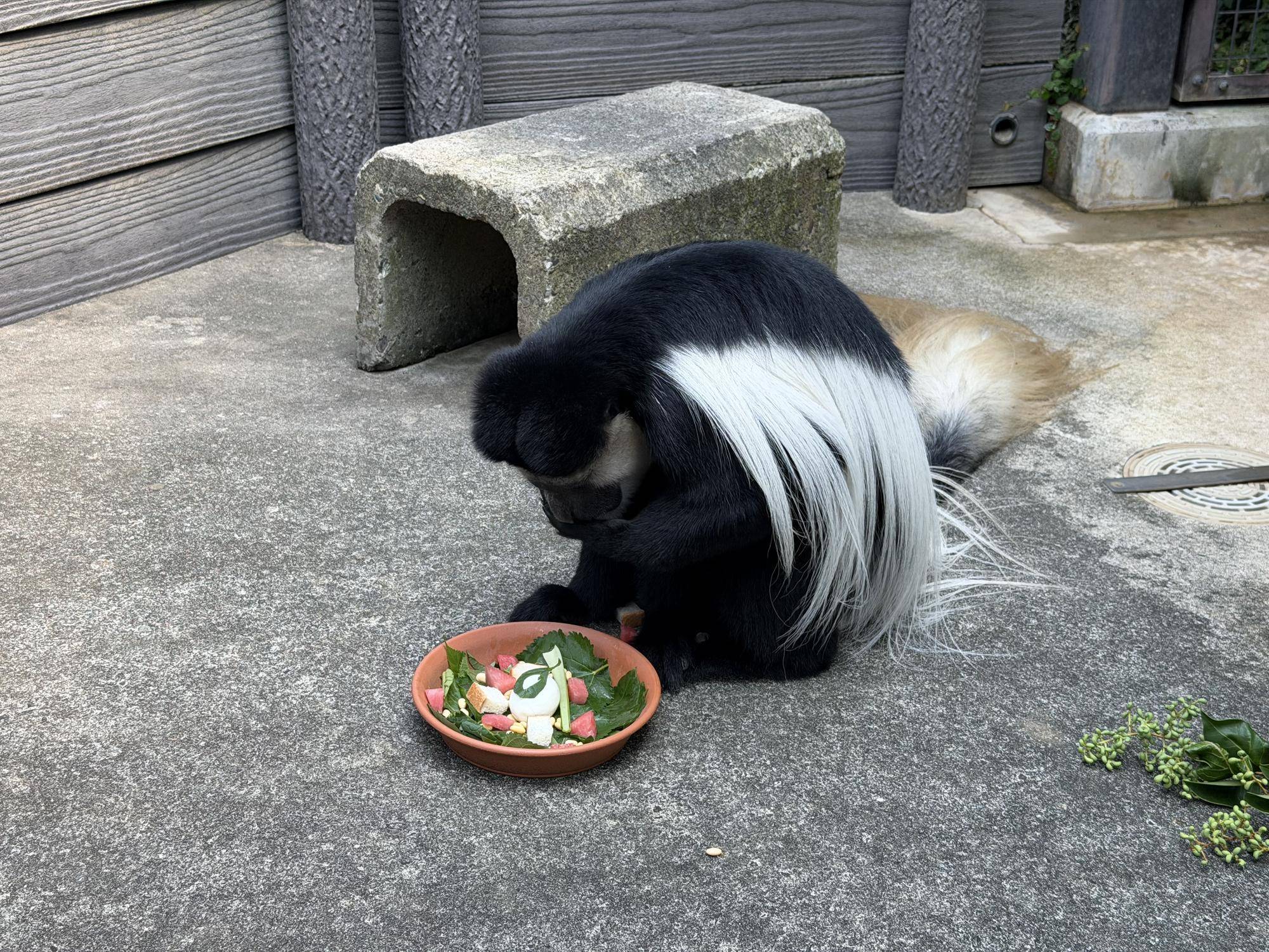 特製プレートを見つめるチェカ.jpg