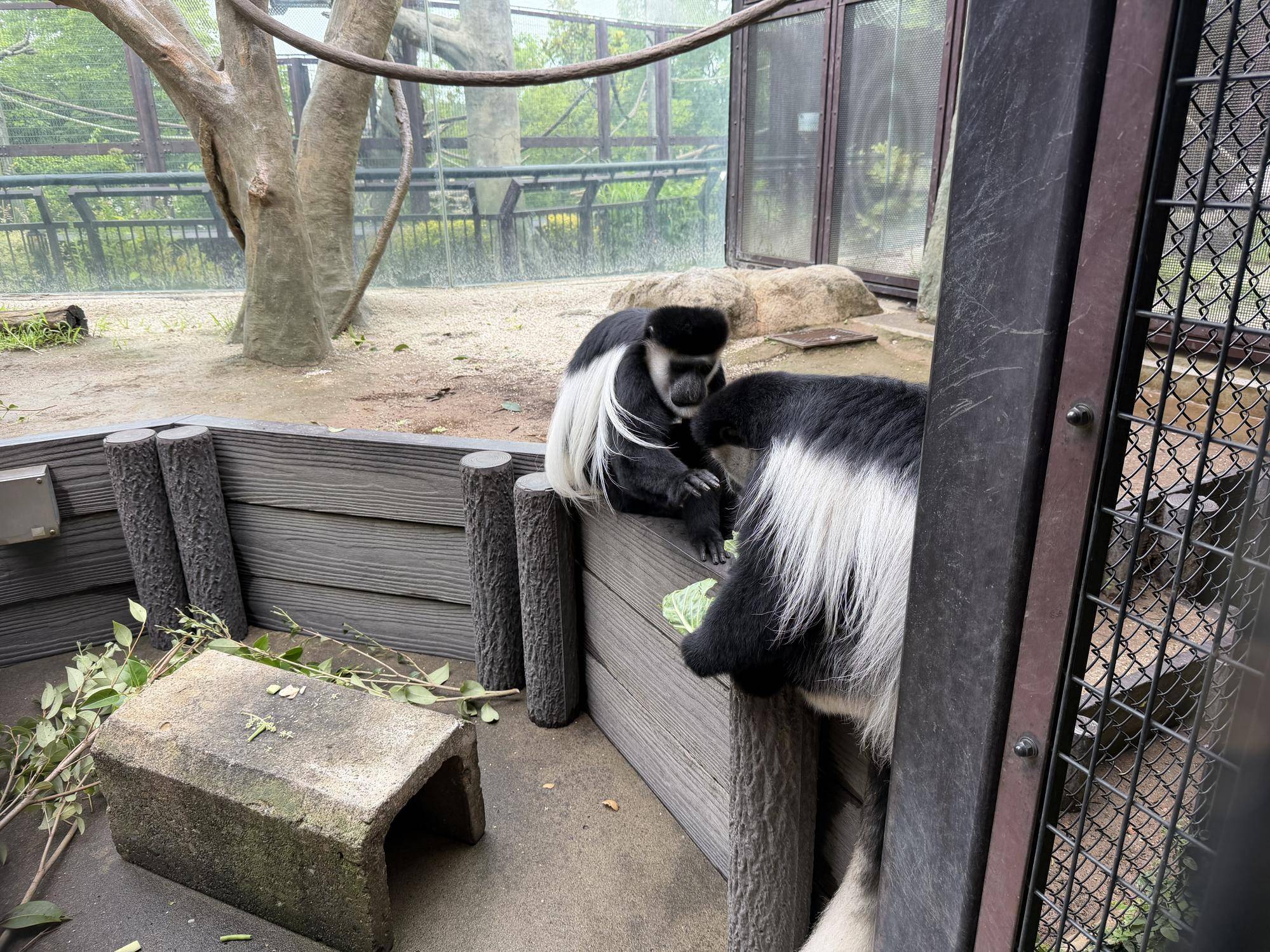ティサのエサを取ろうとするチェカ.jpg