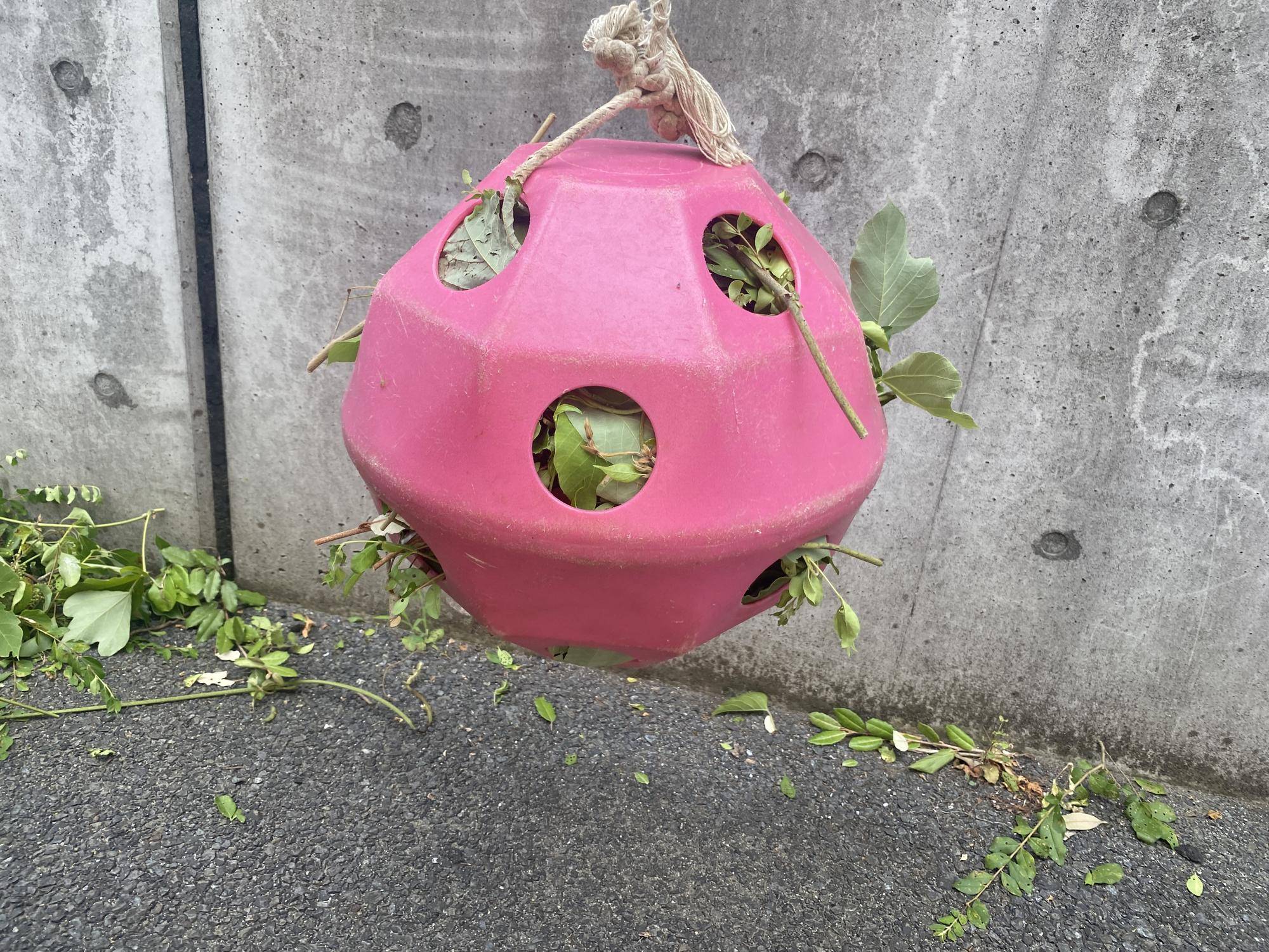枝葉を詰めたボール.jpg
