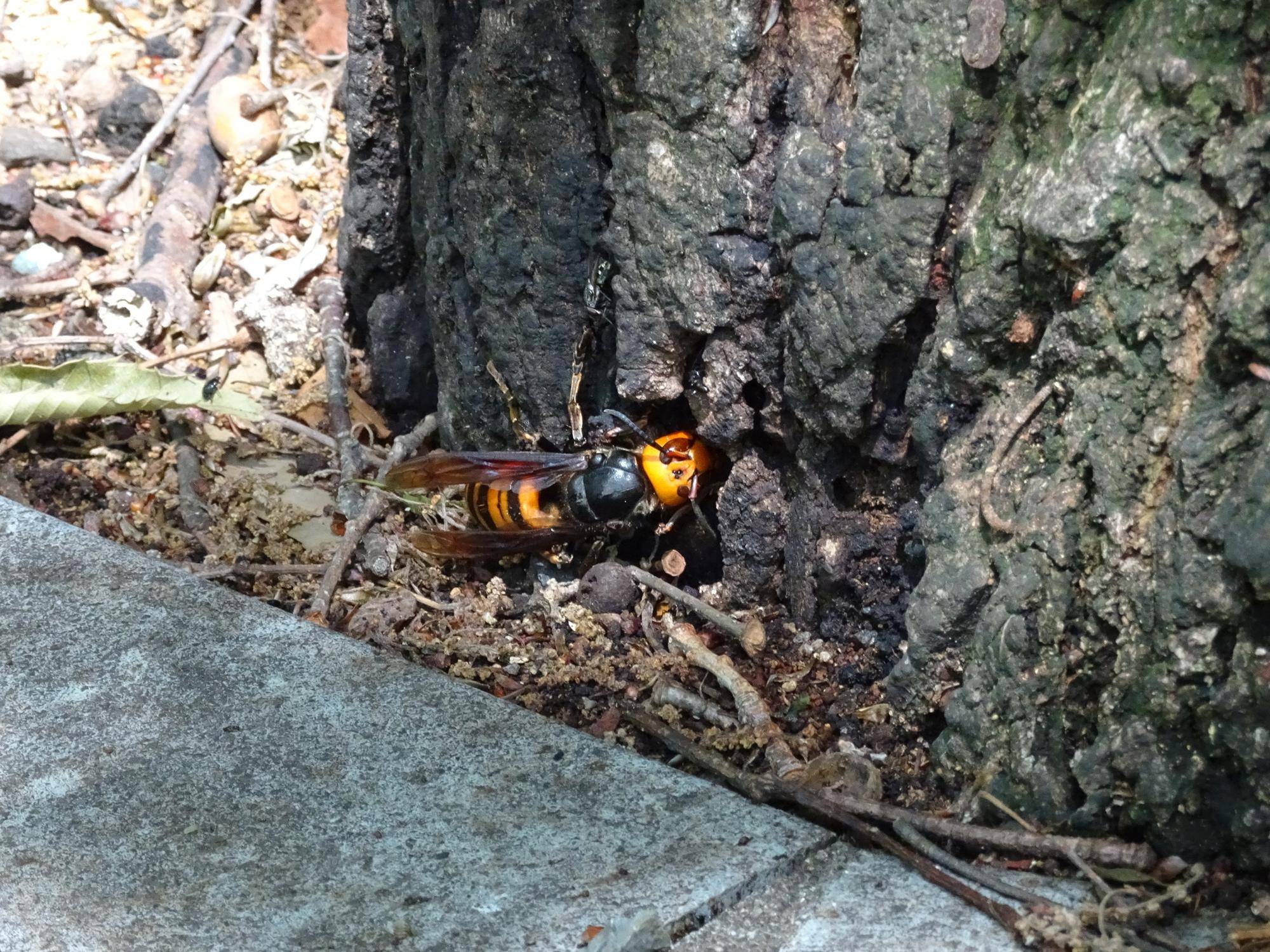 オオスズメバチ.jpg